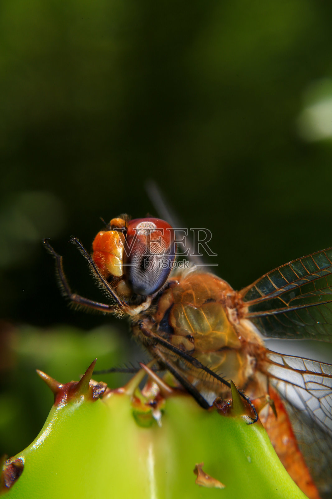 一只蜻蜓在绿叶上的宏照。照片摄影图片