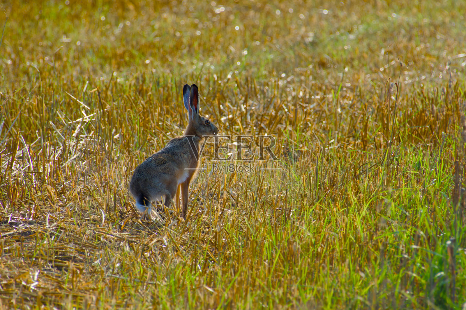 欧洲的兔子照片摄影图片