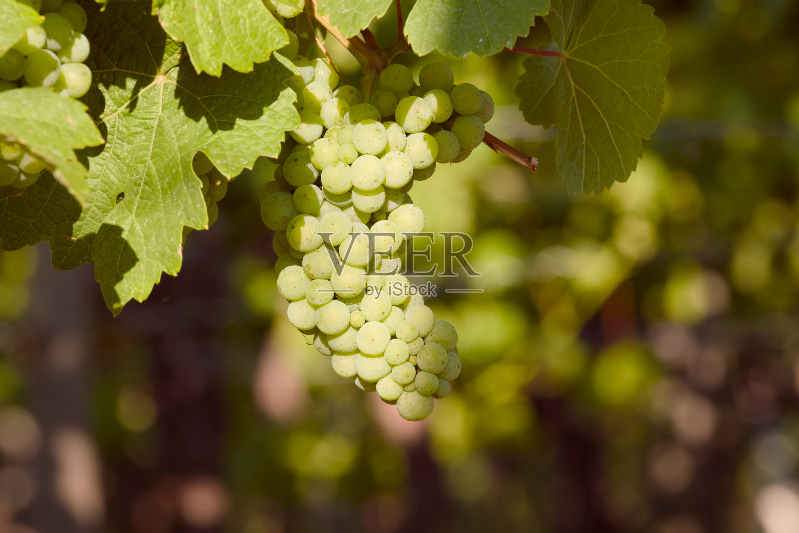 一串成熟的葡萄照片摄影图片