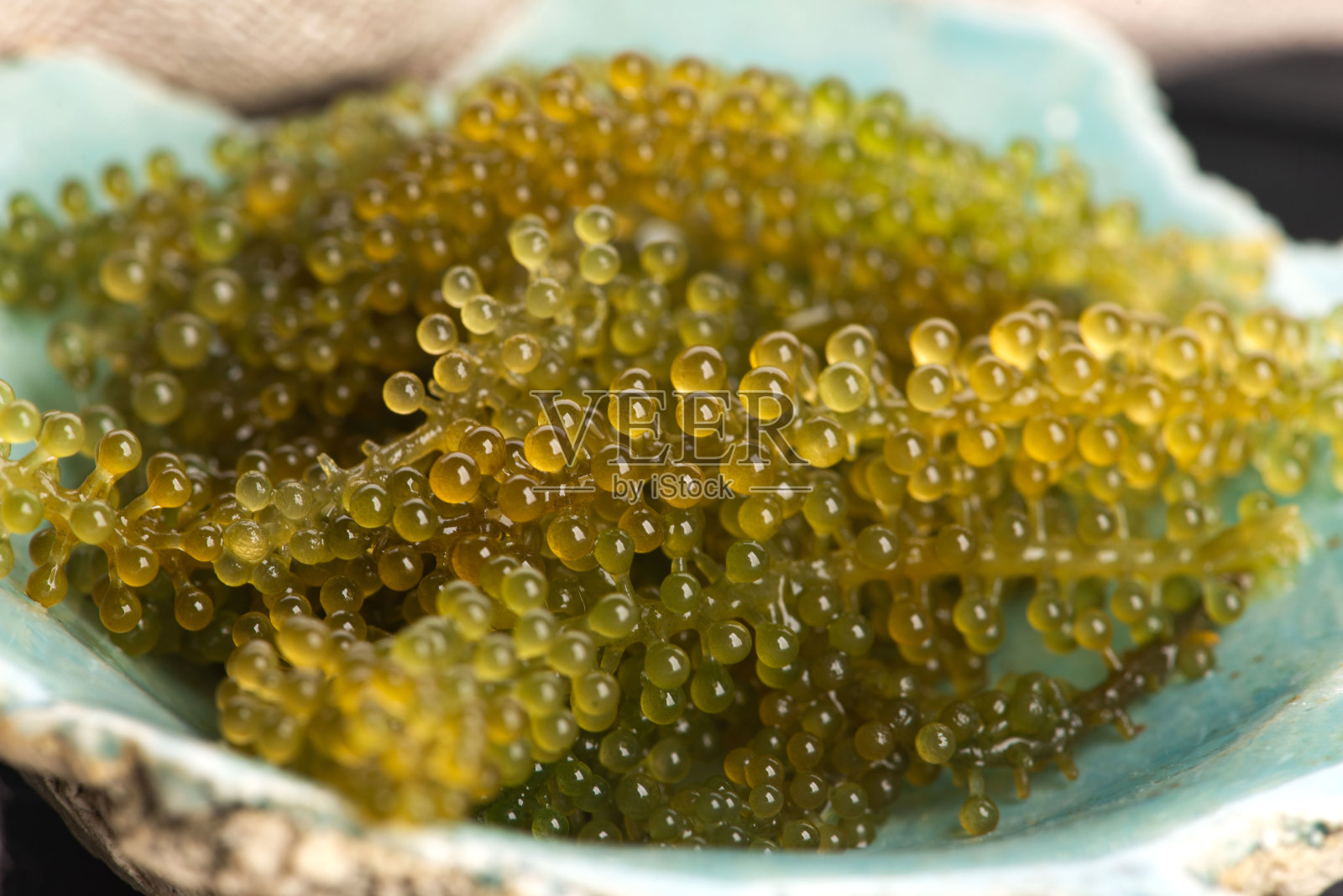 扁豆藻(Caulerpa lentillifera)是苔藓绿藻的一种照片摄影图片