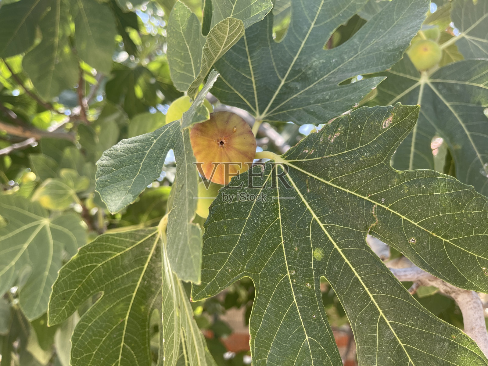 树枝上新鲜的红无花果。无花果树和叶子。照片摄影图片