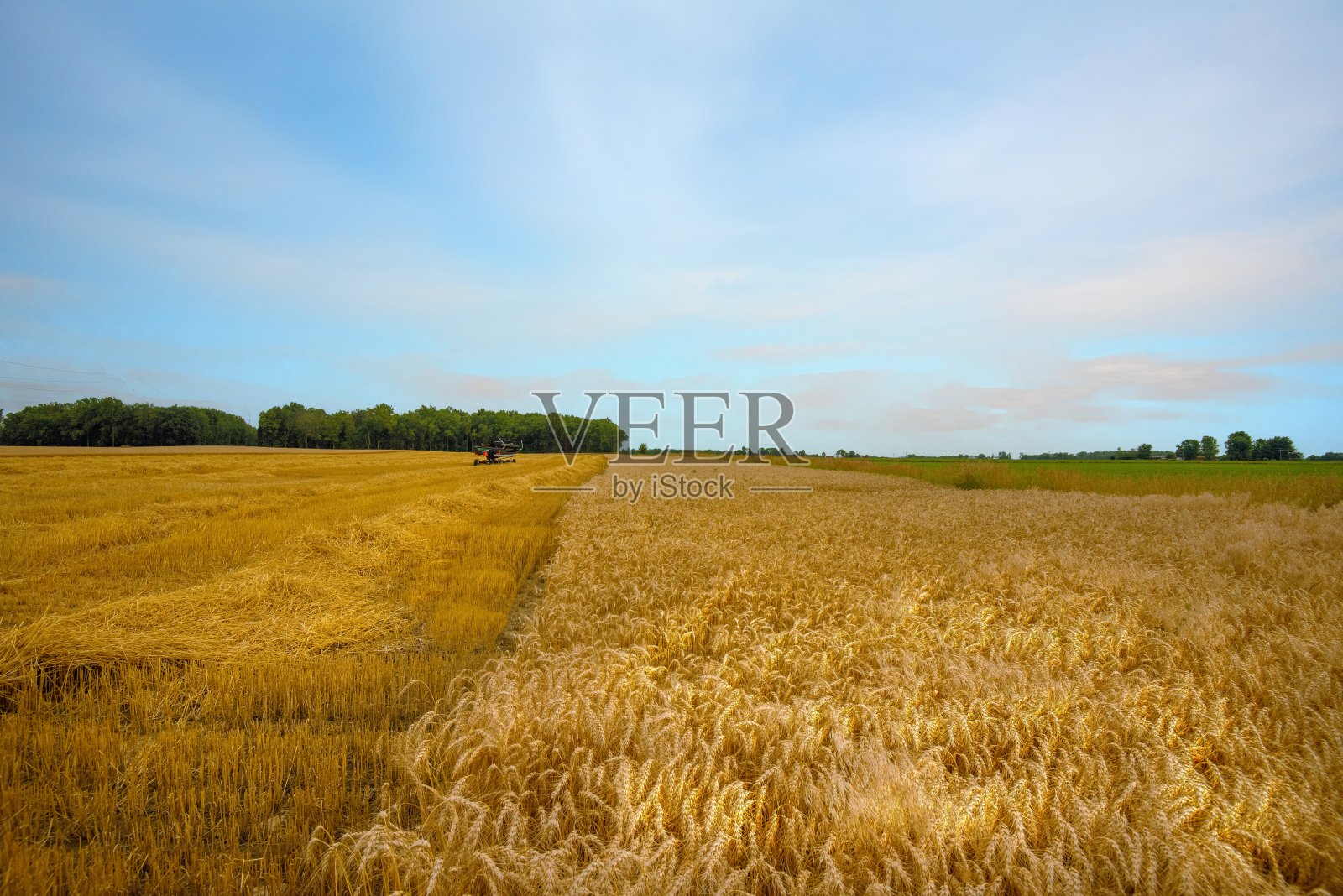 部分收割的麦田——印第安纳州蒂普顿县照片摄影图片