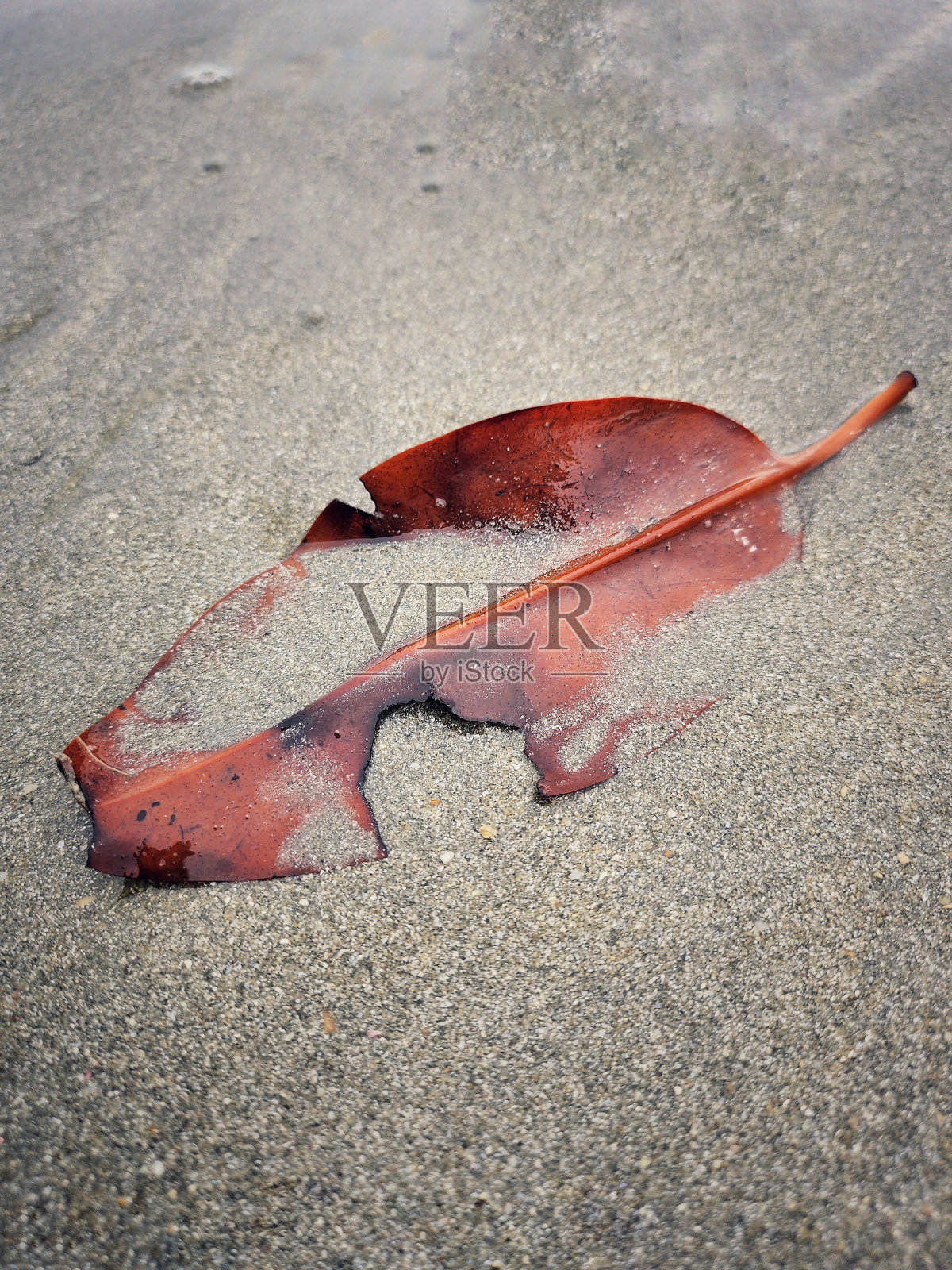 美丽的棕色干叶子在海滩上照片摄影图片