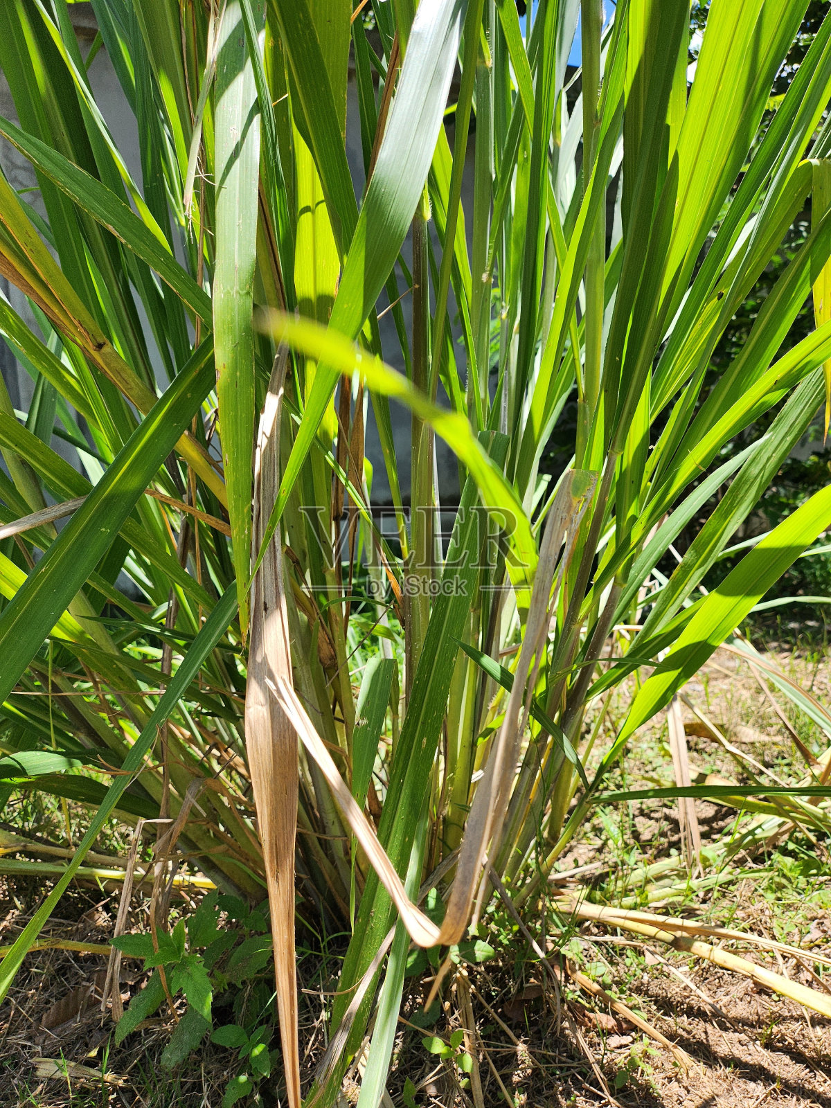 柠檬草的特写照片摄影图片