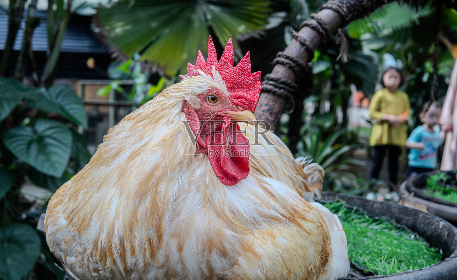 奥平顿鸡的肉和蛋品种。强壮的身体覆盖着松散但非常丰富的羽毛。公鸡在草坪上自由自在地走着。照片摄影图片