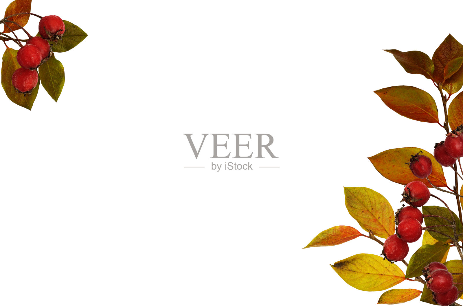 秋天的角落里安排从嫩枝与姜叶和红莓分离照片摄影图片