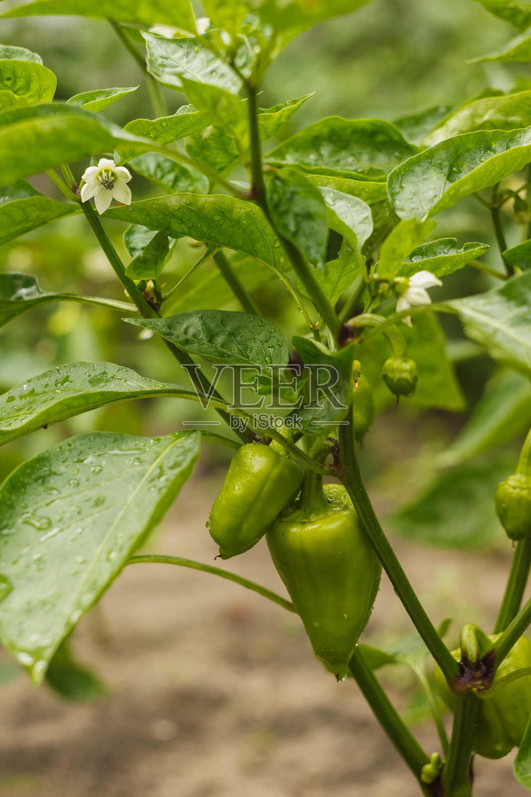 在花园里的植物中，树枝上的绿甜椒。照片摄影图片