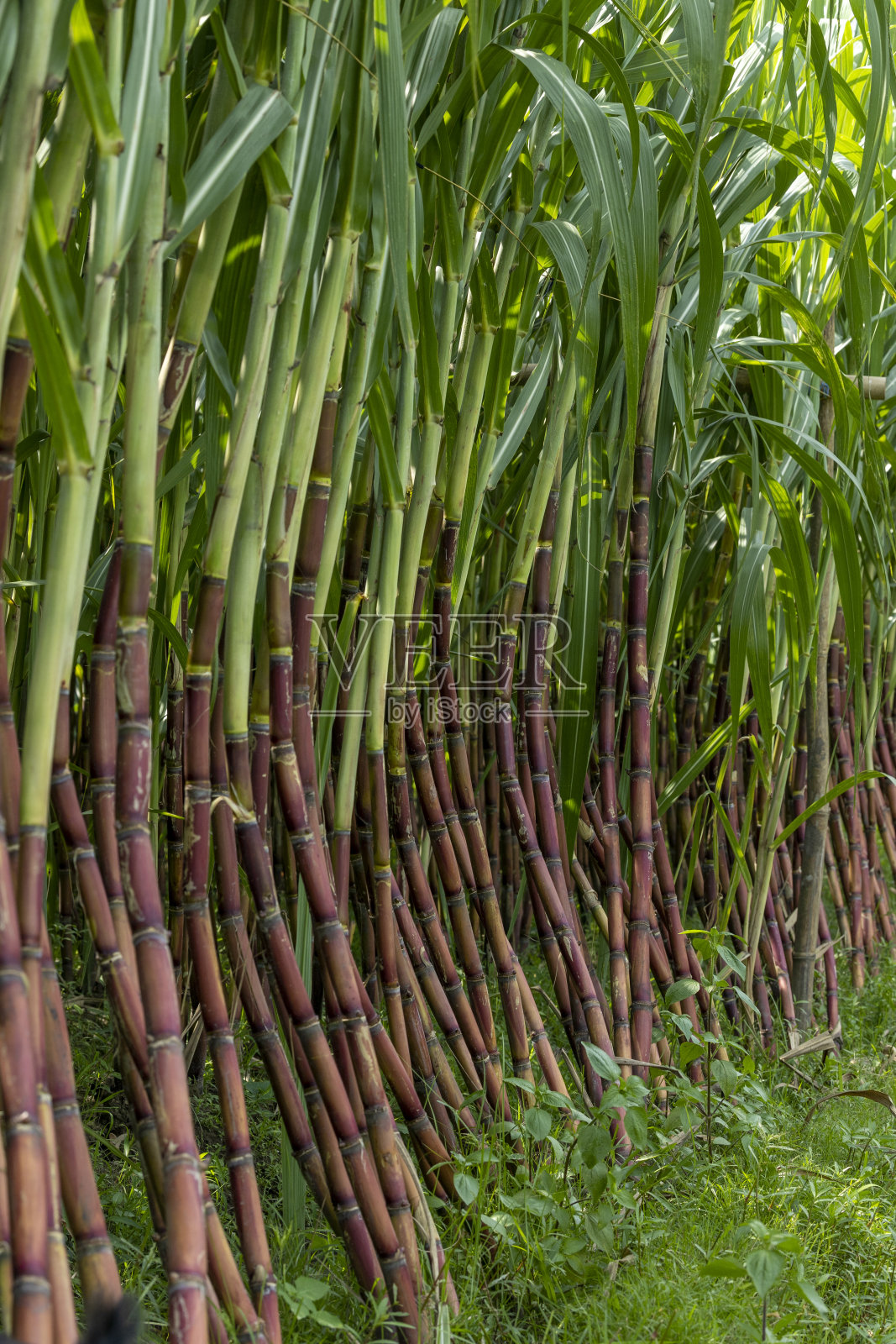 甘蔗秸秆与甘蔗种植园背景。种植用于生产糖和食物的甘蔗。甘蔗从农场运到工厂制糖。照片摄影图片