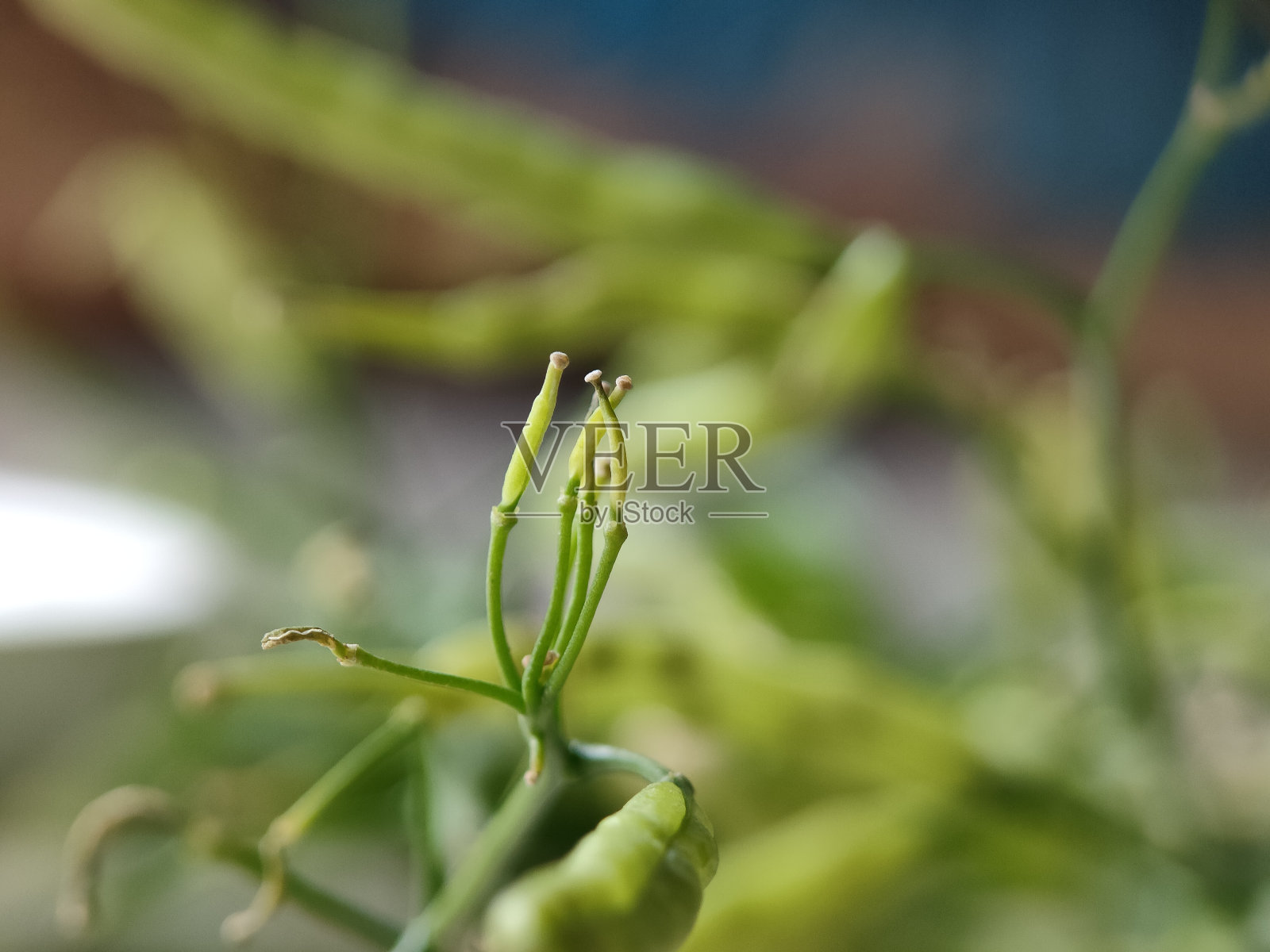 收获芥菜籽-剥芥菜果实照片摄影图片