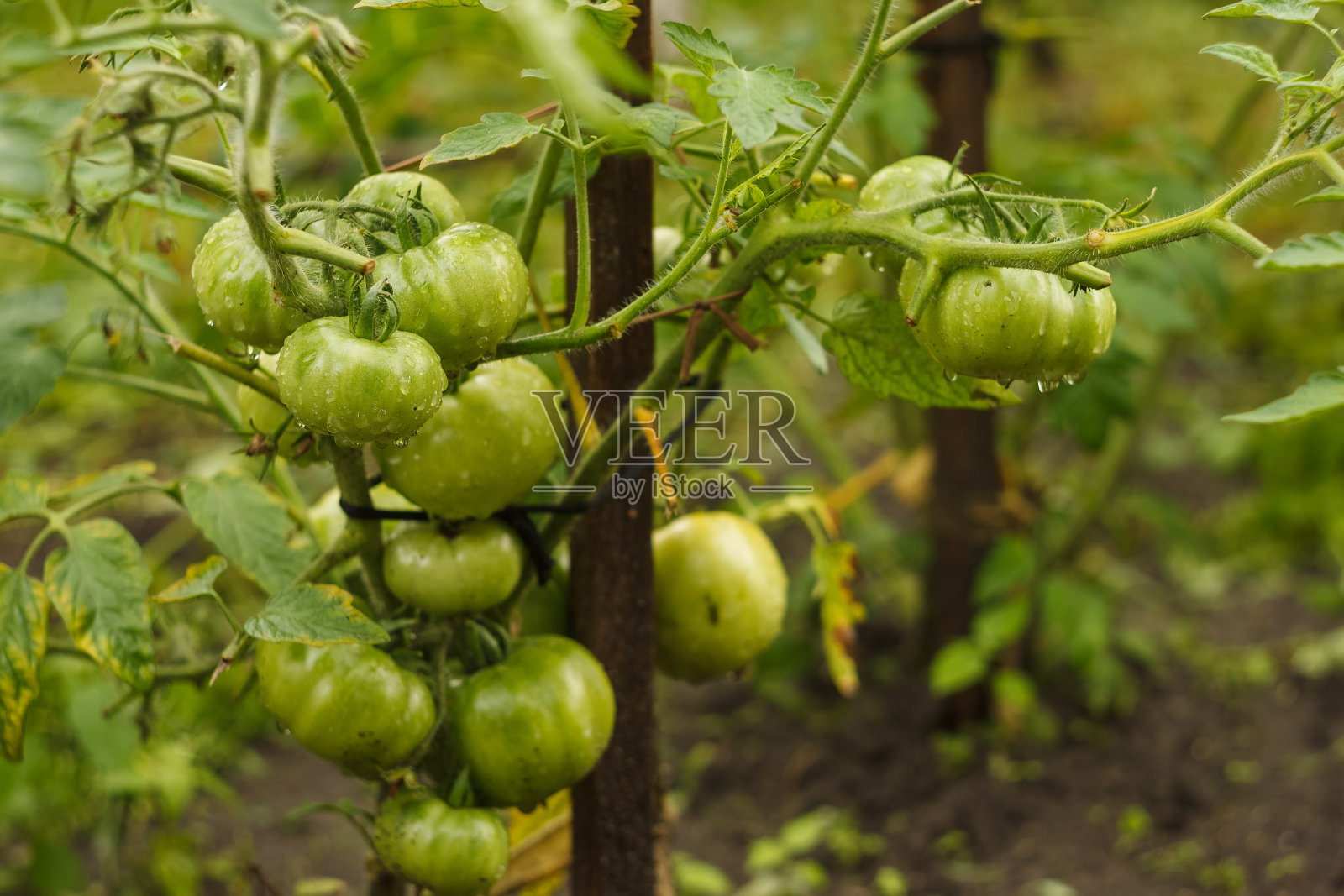 未成熟的绿西红柿挂在花园里植物的树枝上照片摄影图片