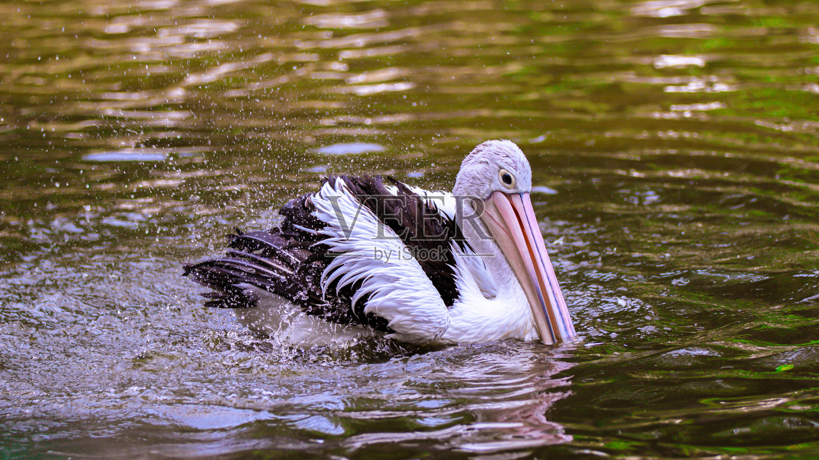 优雅的鹈鹕在宁静的池塘上滑翔照片摄影图片