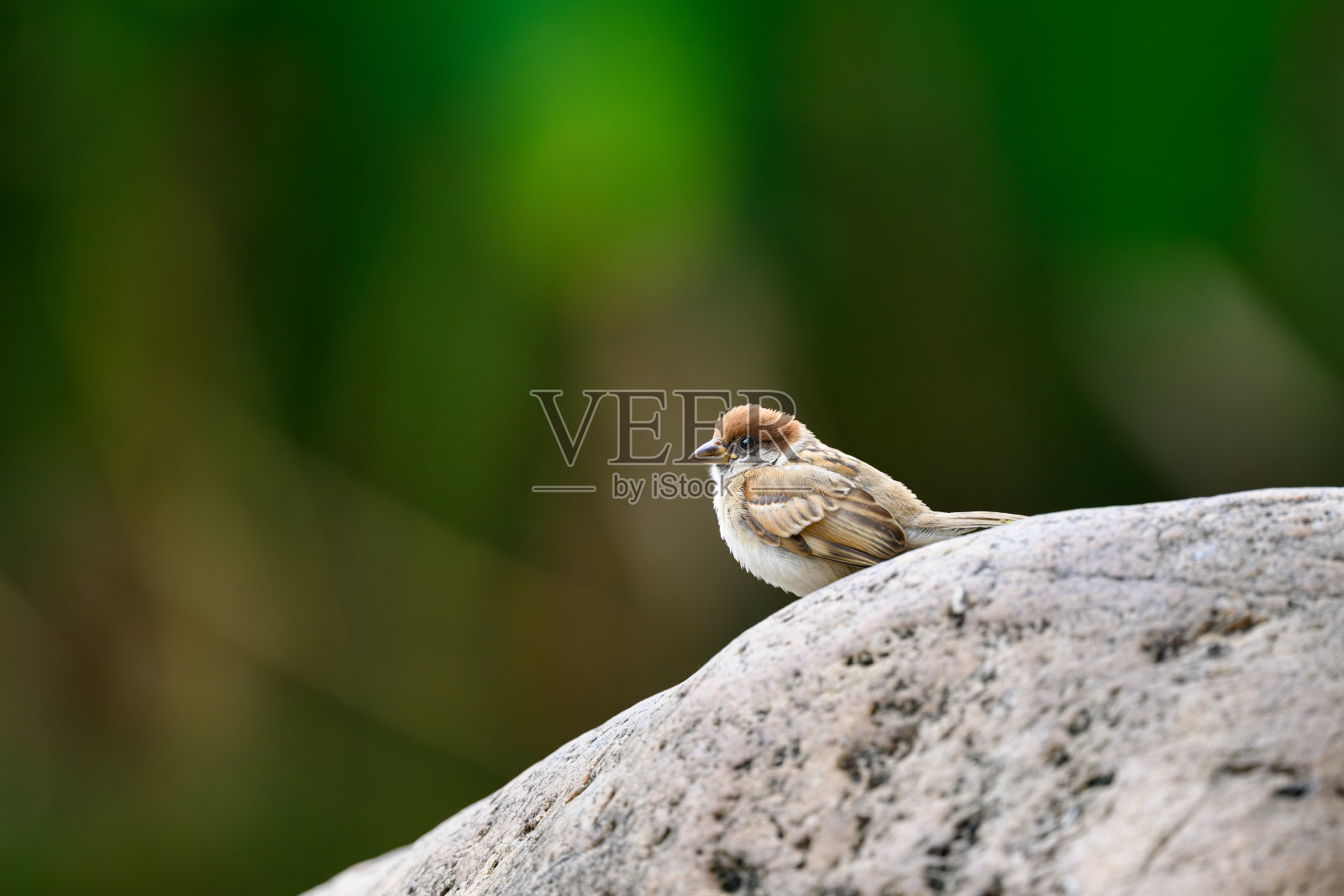 单欧亚树雀照片摄影图片