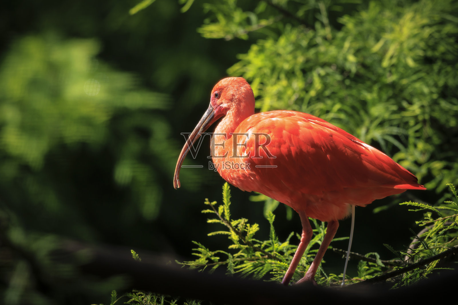 朱鹮鸟在地上觅食照片摄影图片