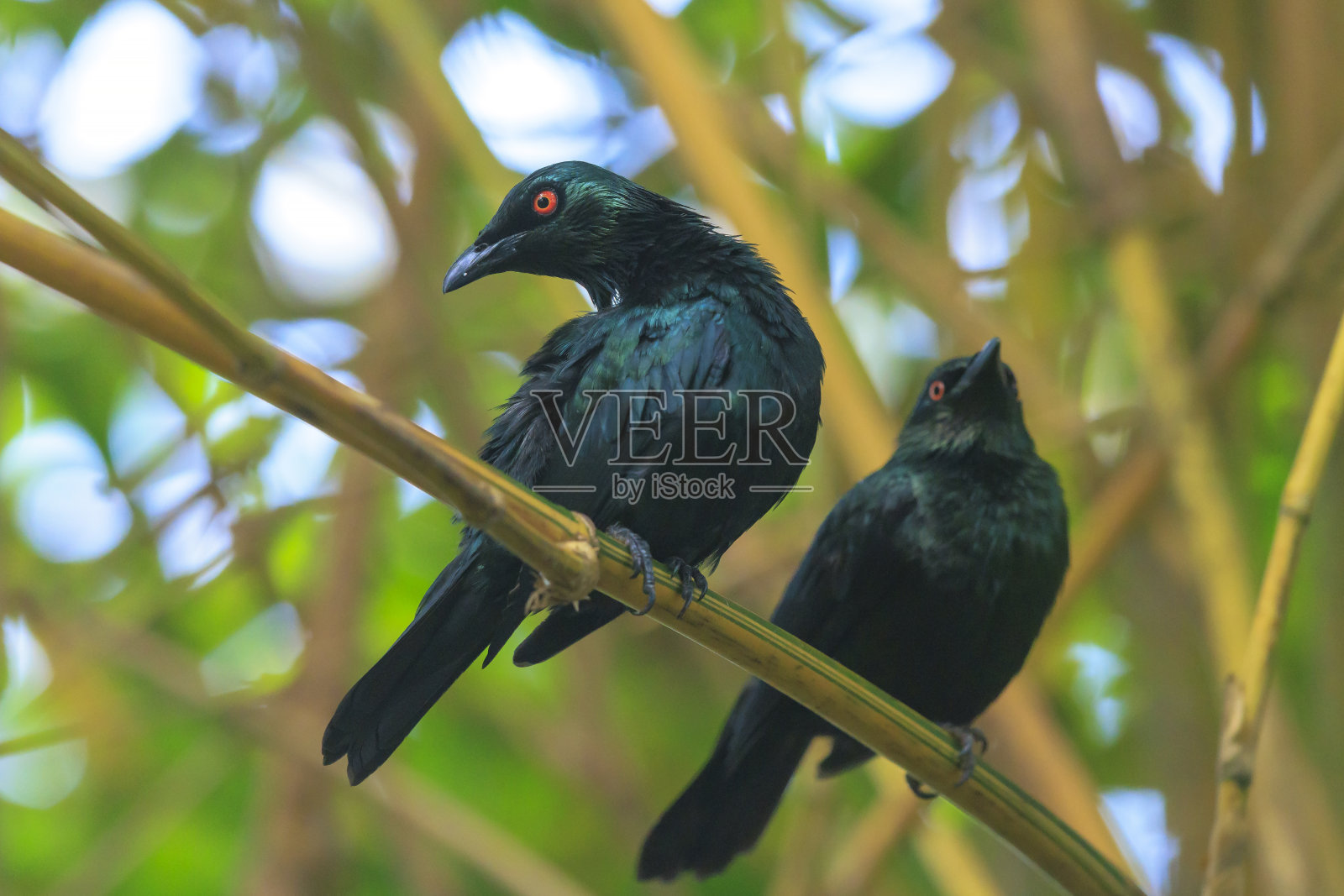 金属八哥的特写，或闪光的八哥，鸟照片摄影图片