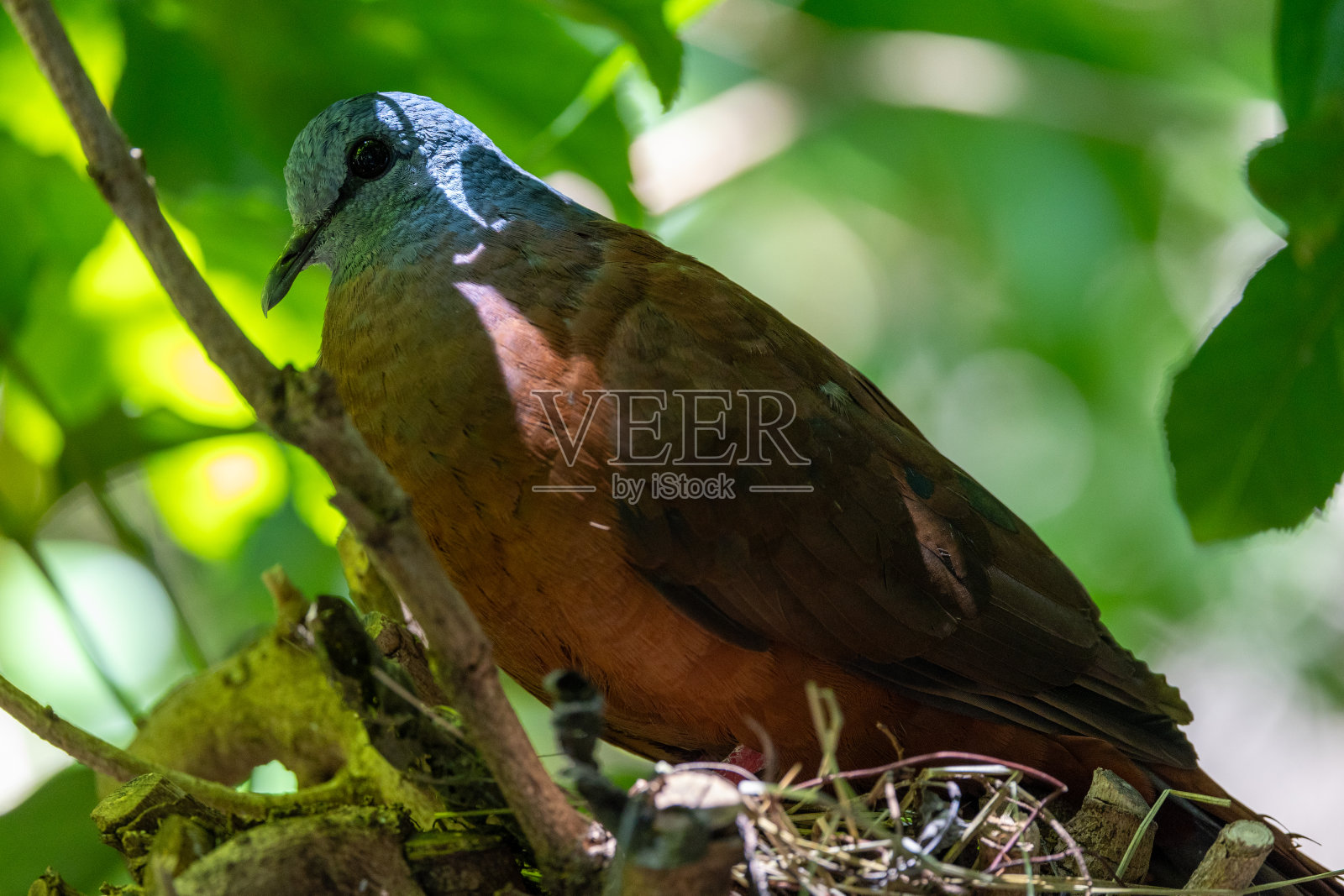 栖息在树上的蓝头木鸽照片摄影图片