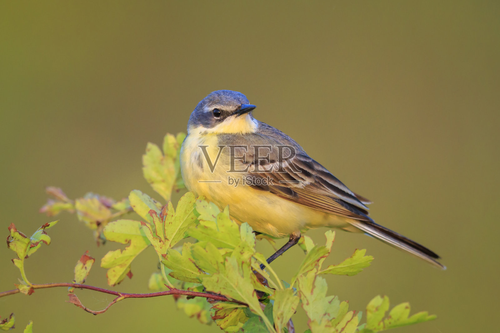雄性西部黄摇尾鸟鸣叫的特写照片摄影图片