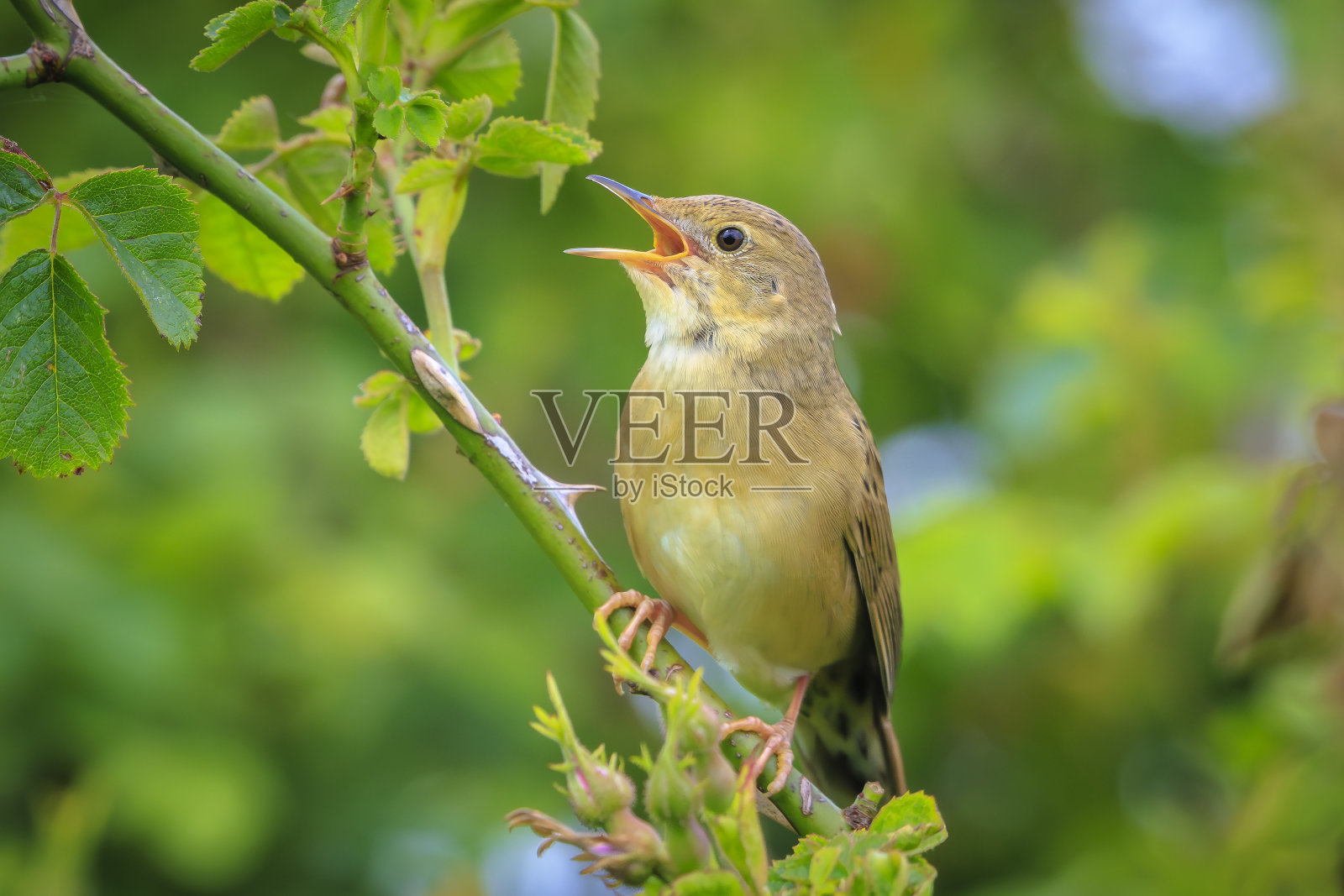 歌唱的普通蚱蜢莺在春季寻找配偶照片摄影图片