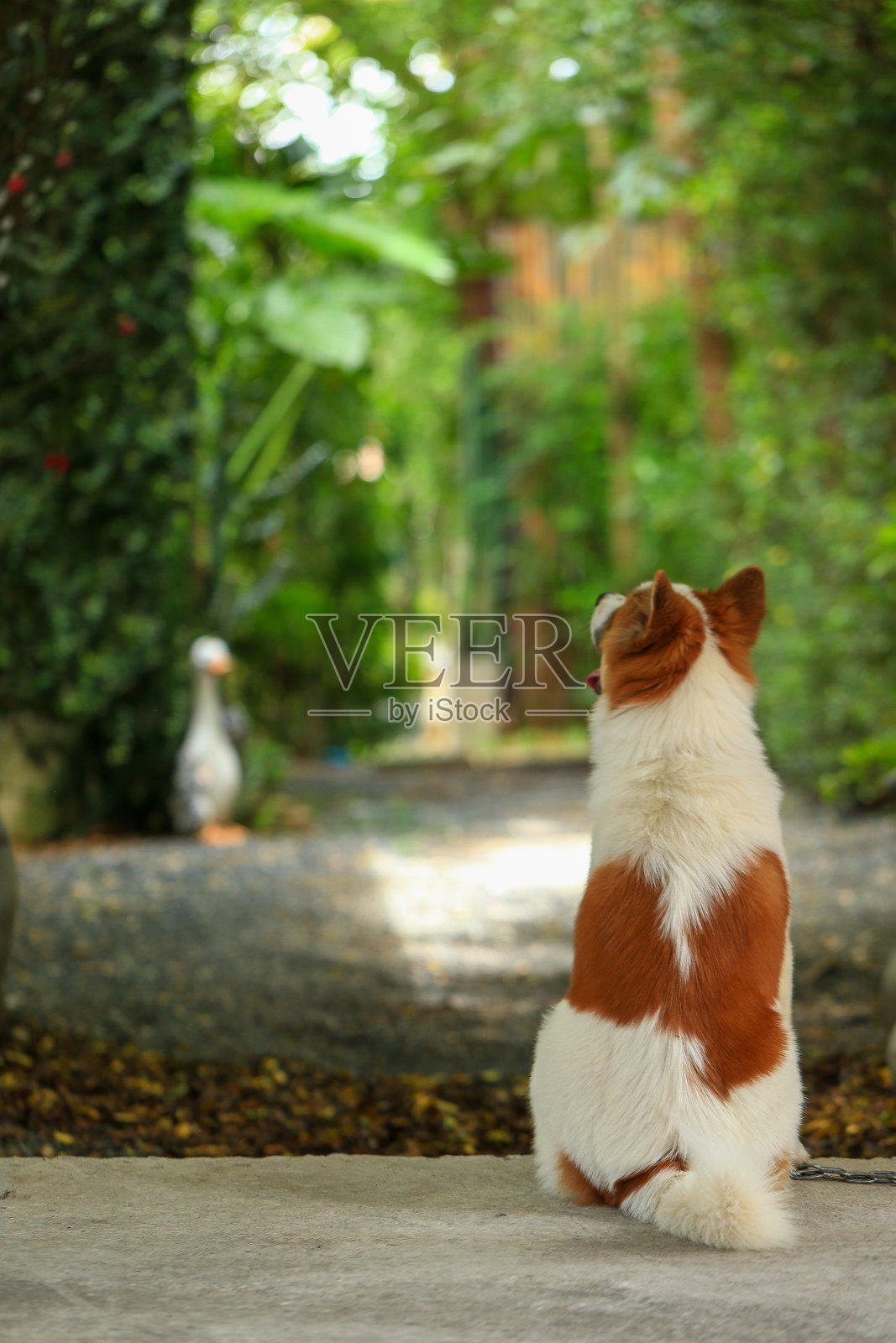 好斗的狗泰国邦凯欧照片摄影图片