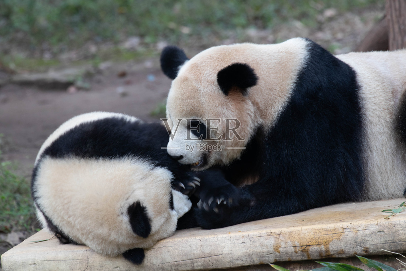 熊猫妈妈和她的宝宝的珍贵时刻照片摄影图片