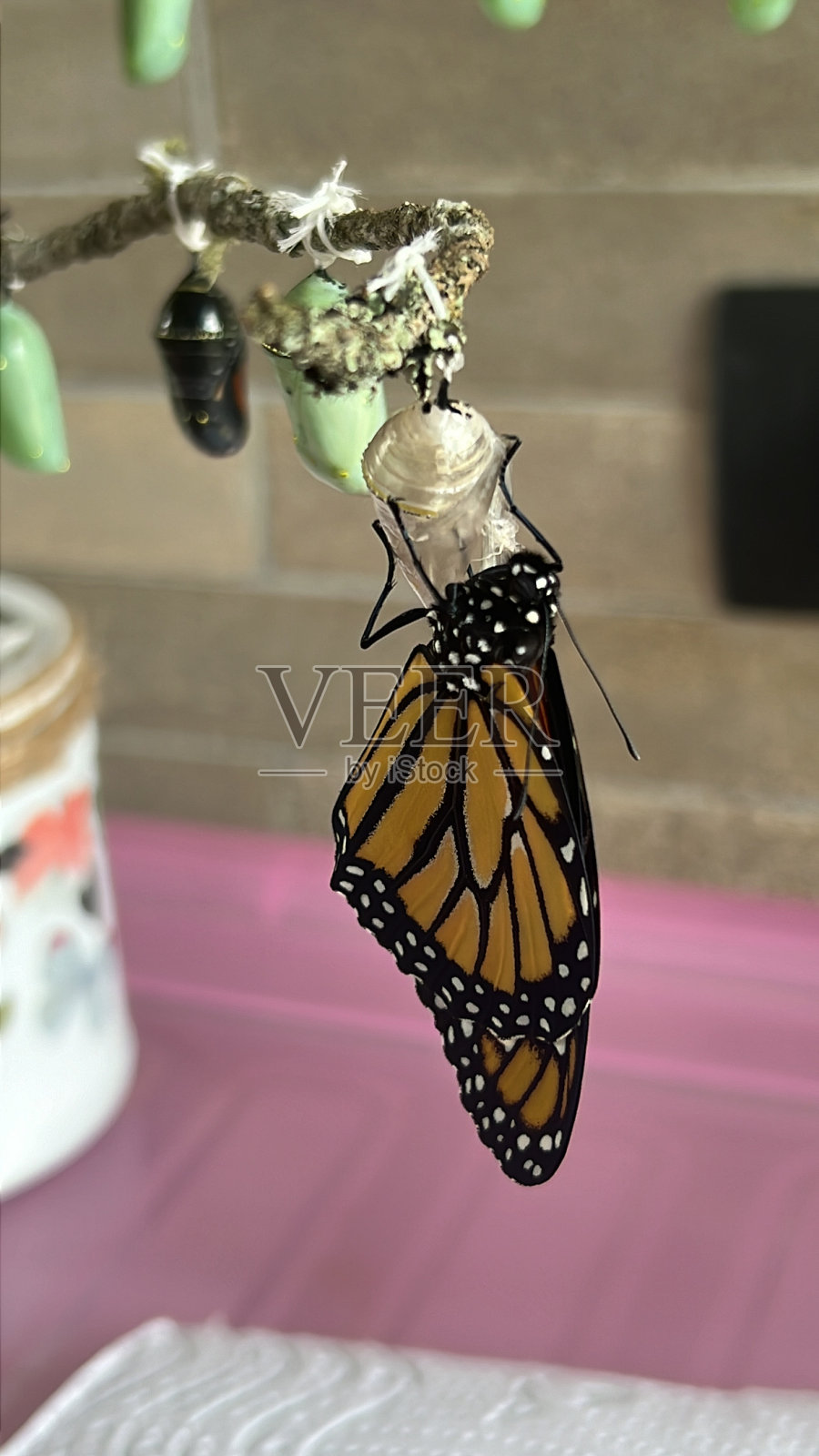 帝王蝶的诞生照片摄影图片