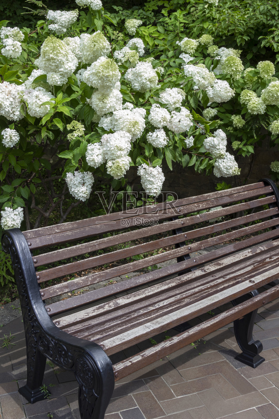 公园里白色绣球花丛中的长椅照片摄影图片