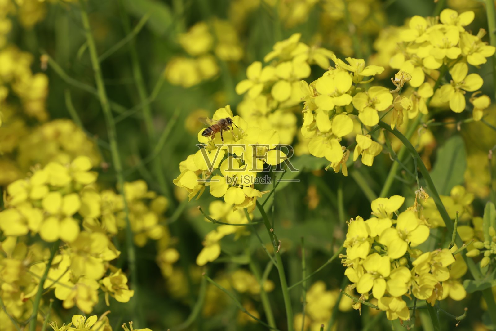 一只黄花上的蜜蜂。在冬天的孟加拉国芥菜地里，可以看到这样的景象。照片摄影图片