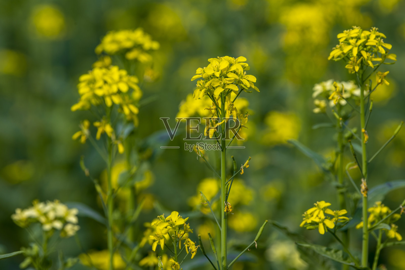 亮黄色的芥菜田。特写油菜花。冬季景观背景。照片摄影图片