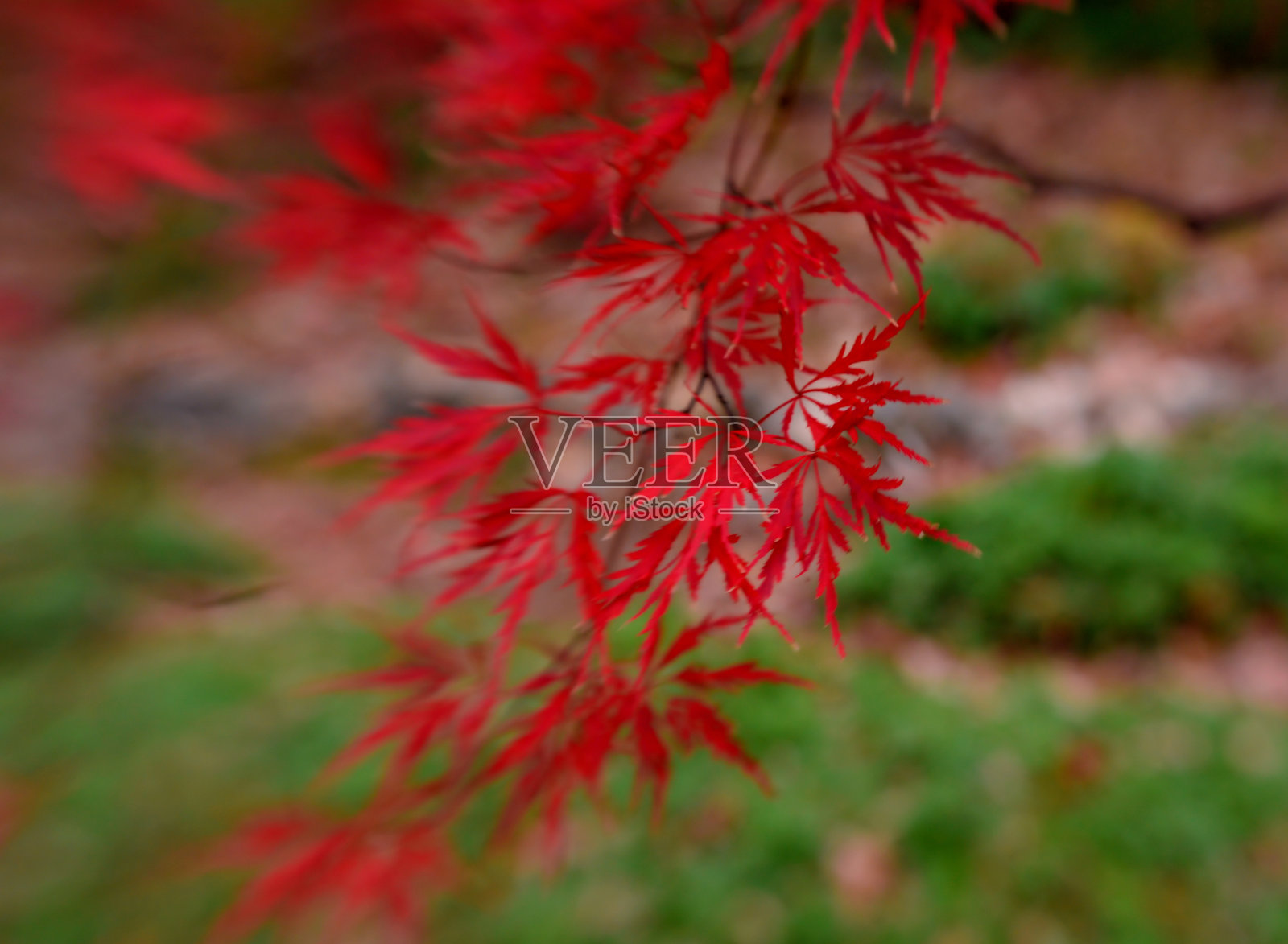 秋天的到来照片摄影图片