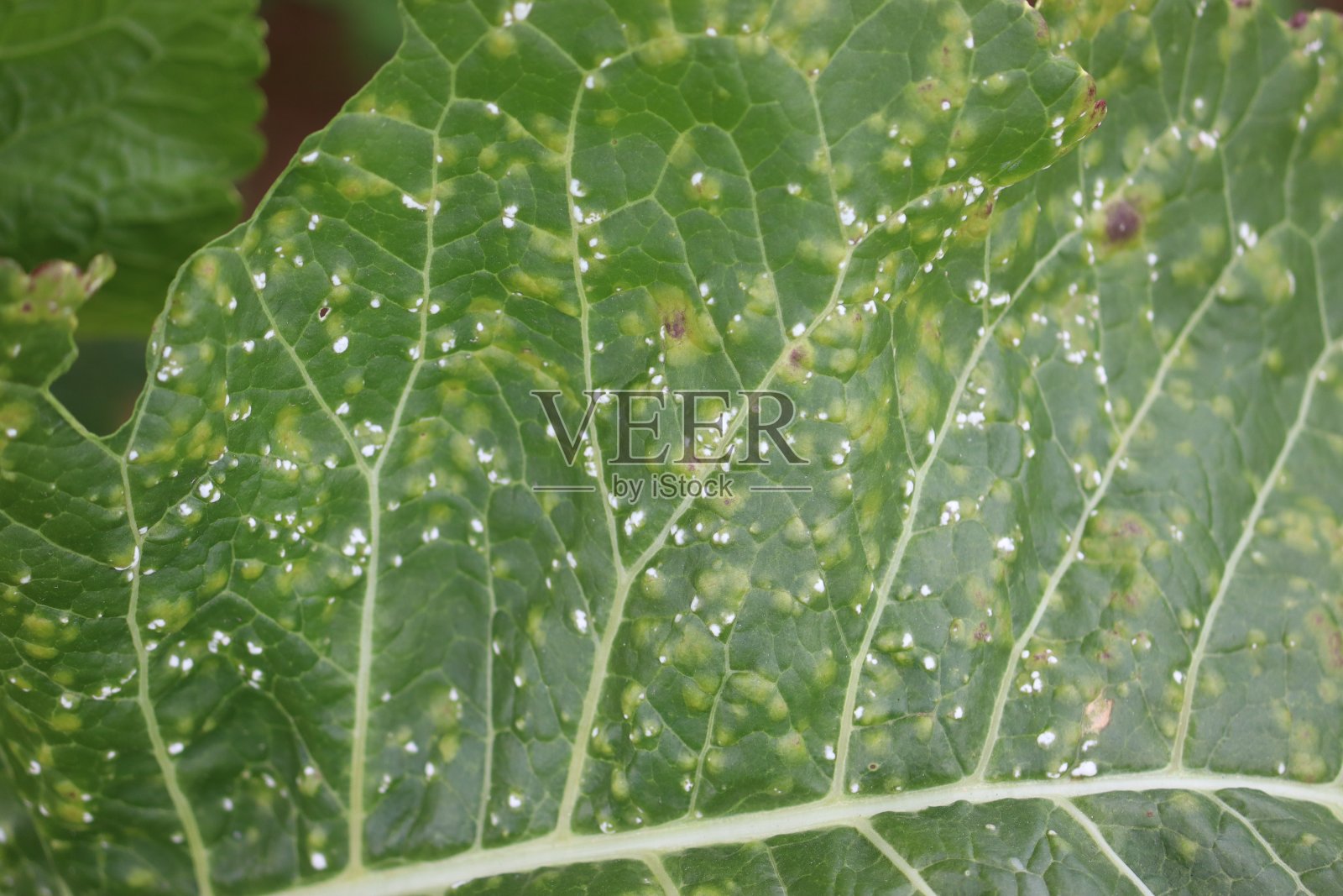 白色水泡锈病(白念珠菌)。疾病症状表现为辣根(Armoracia rusticana)植物绿叶上的白斑照片摄影图片