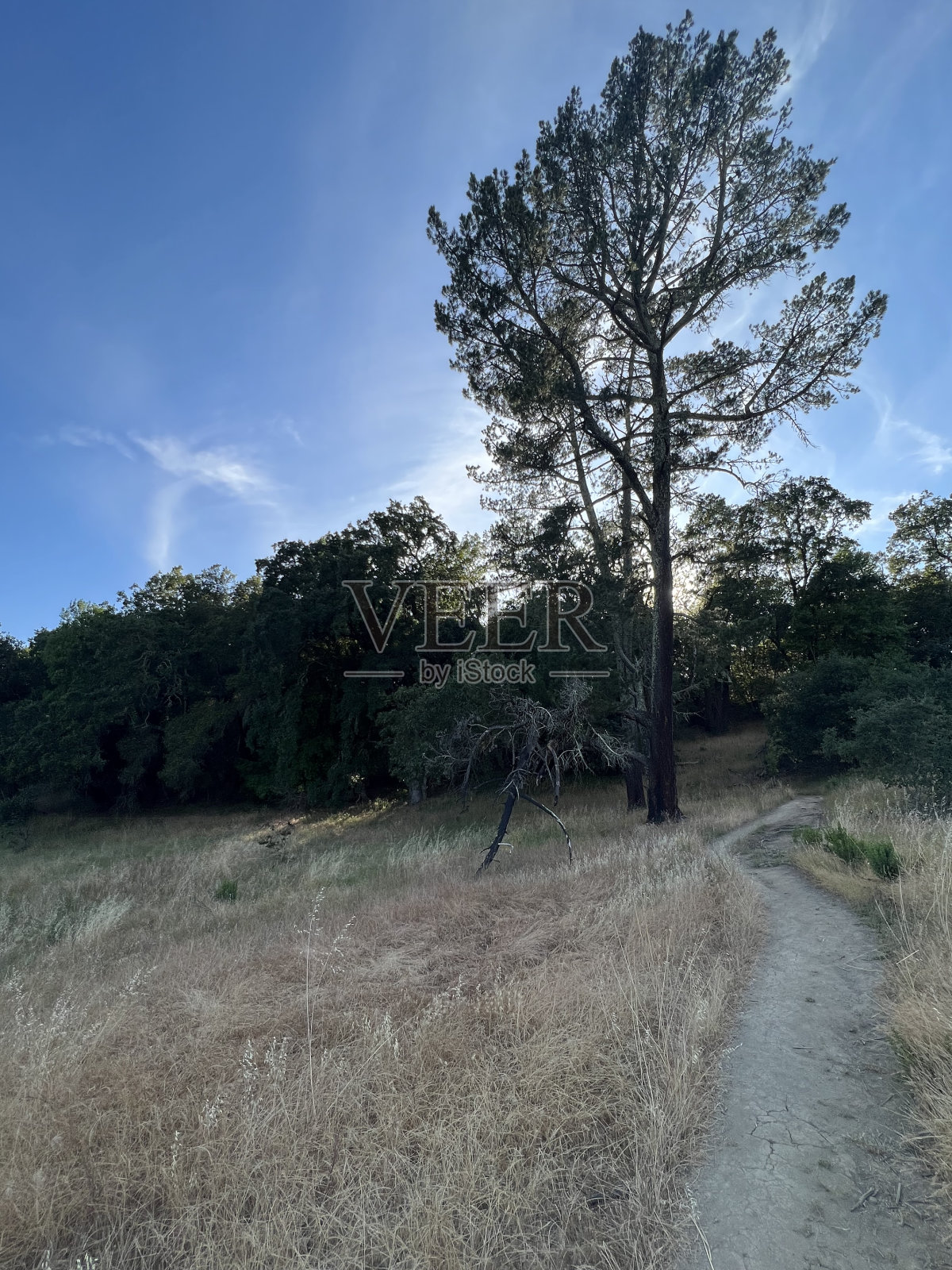 希尔兹堡岭开放空间保护区，索诺玛县，加利福尼亚州照片摄影图片