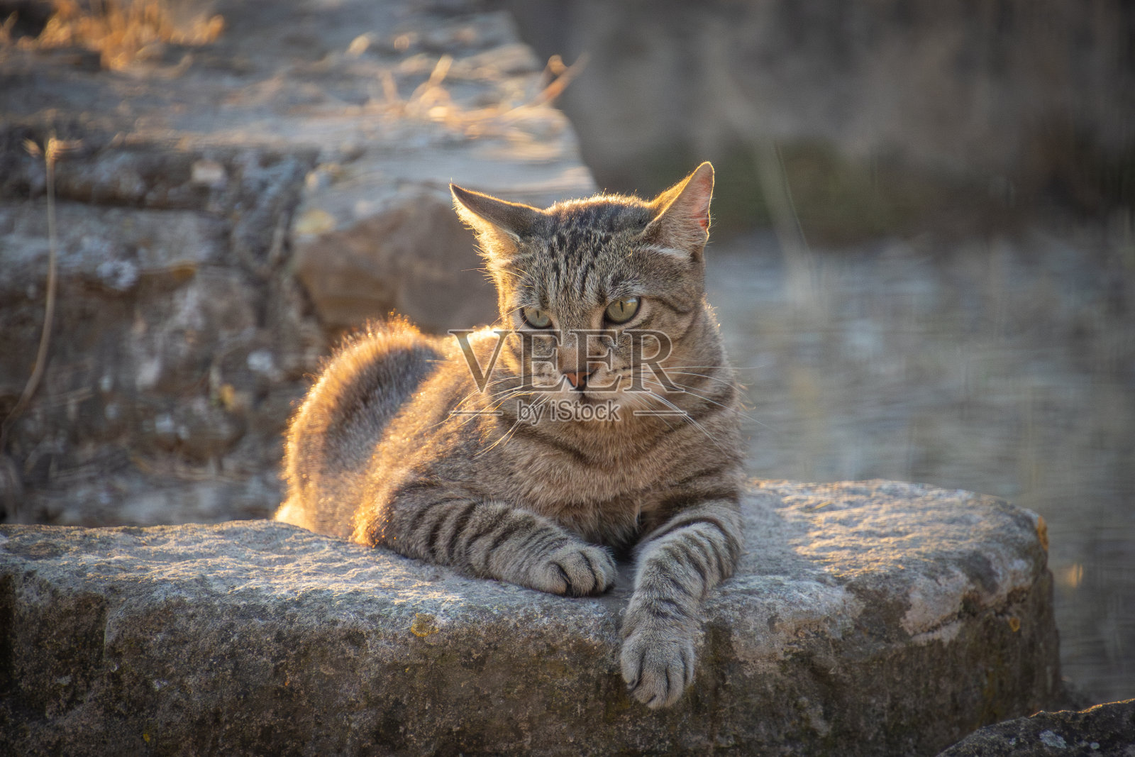 虎斑猫躺在地板上照片摄影图片
