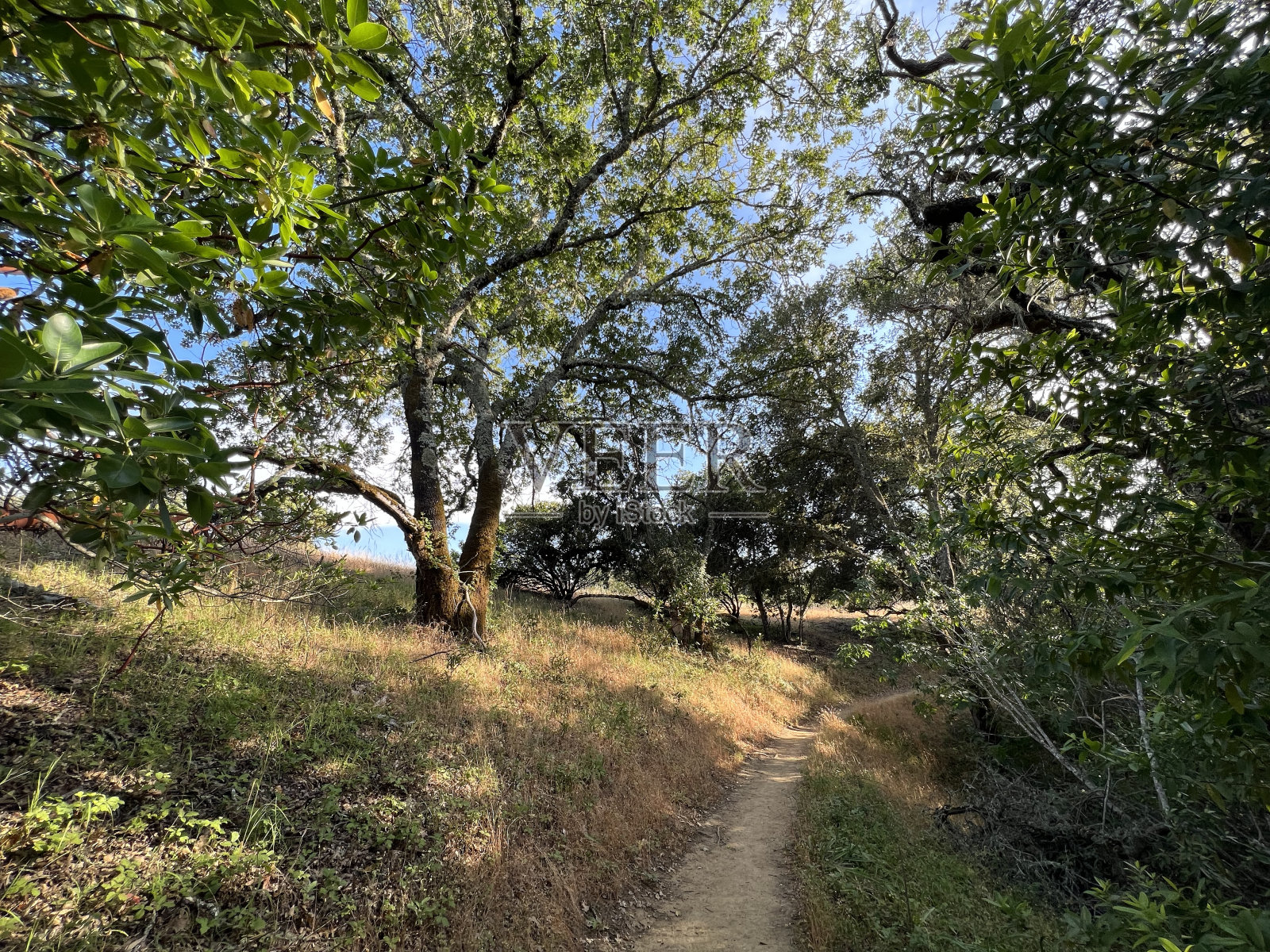 希尔兹堡岭开放空间保护区，索诺玛县，加利福尼亚州照片摄影图片
