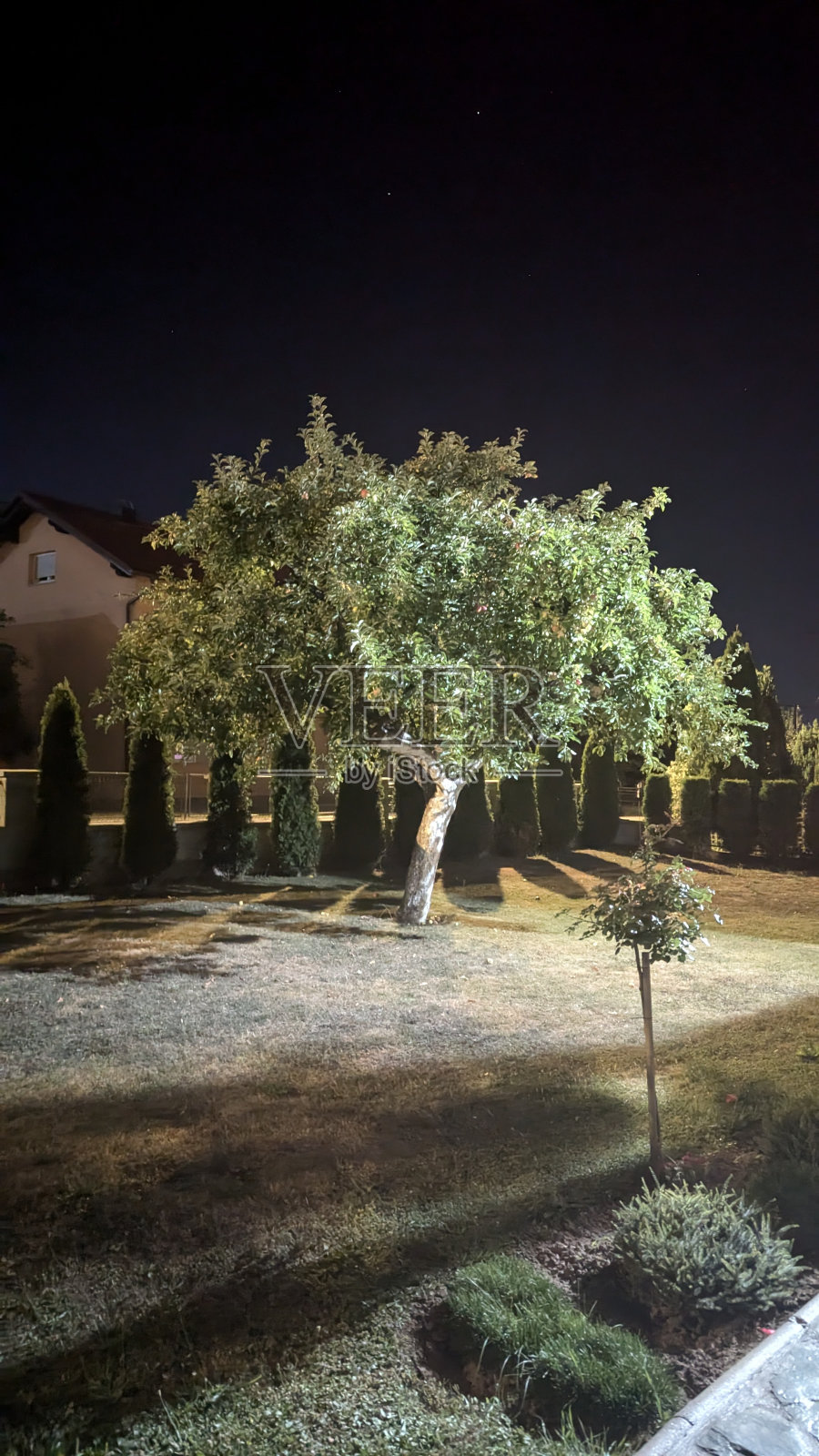 树照片摄影图片