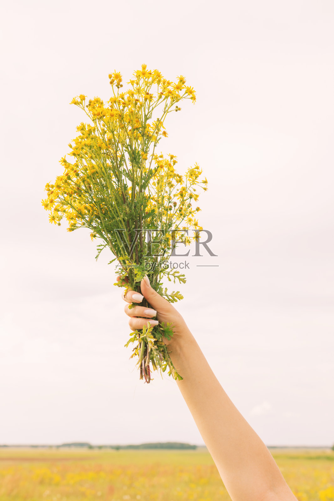 手捧黄野花对着天空照片摄影图片