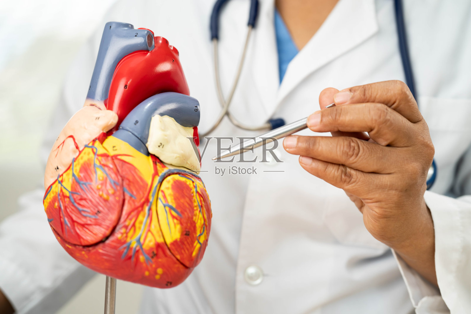 心血管疾病CVD，亚洲医生手持人体解剖模型学习和治疗心脏病。照片摄影图片