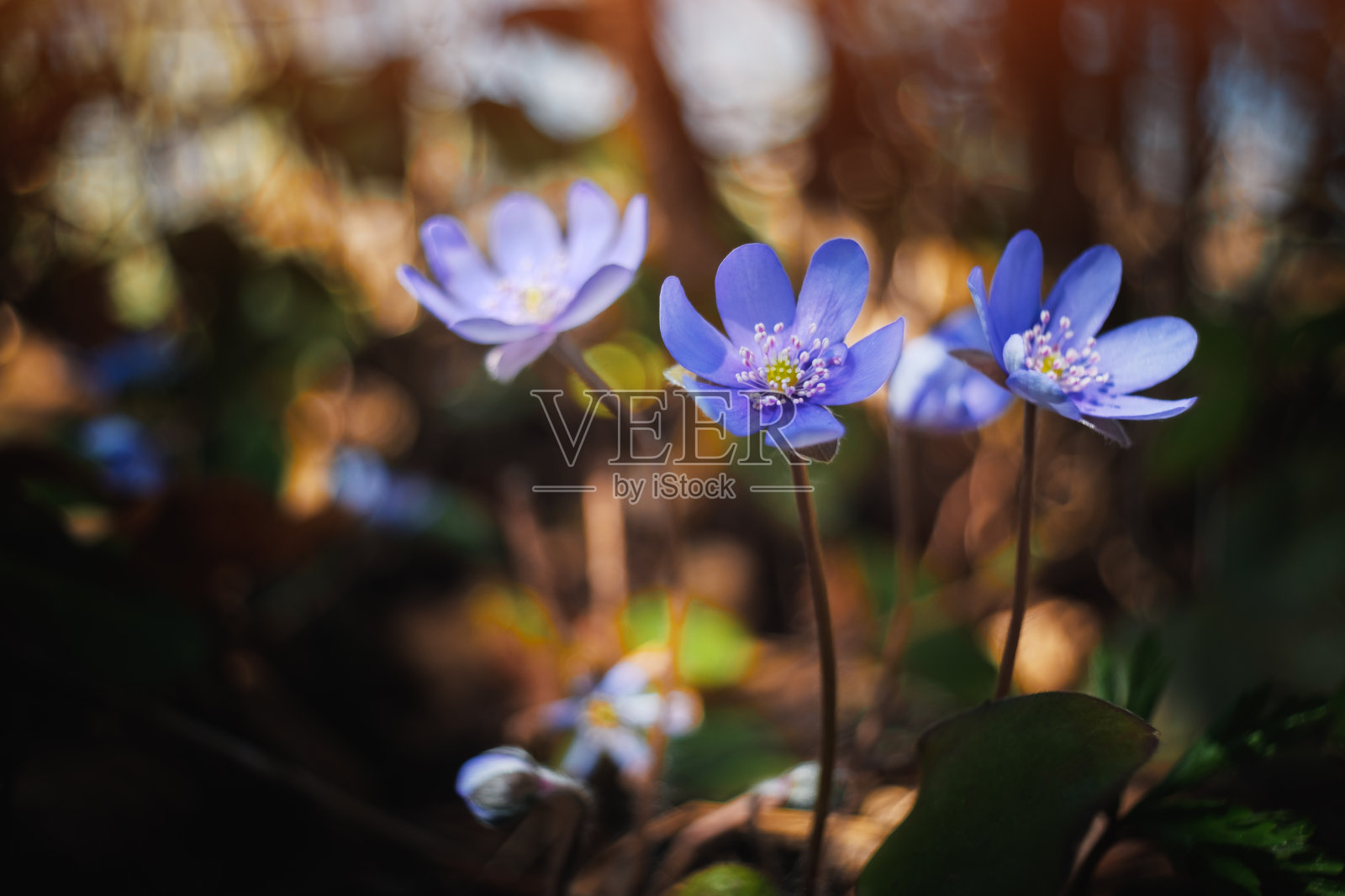 美丽的蓝色春花在森林的叶子照片摄影图片
