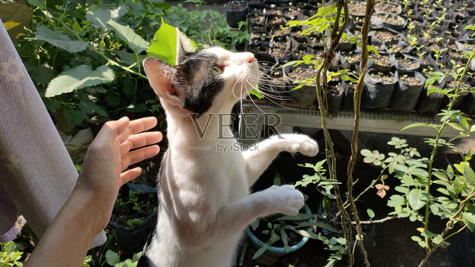 一只猫站在塑料壶上照片摄影图片