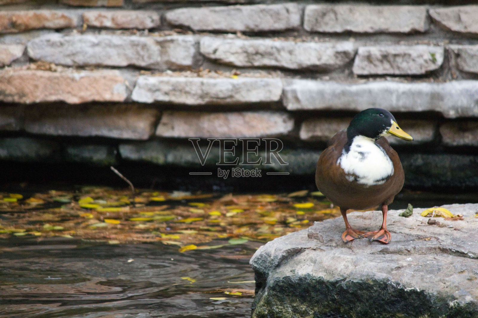 鸭侧眼照片摄影图片