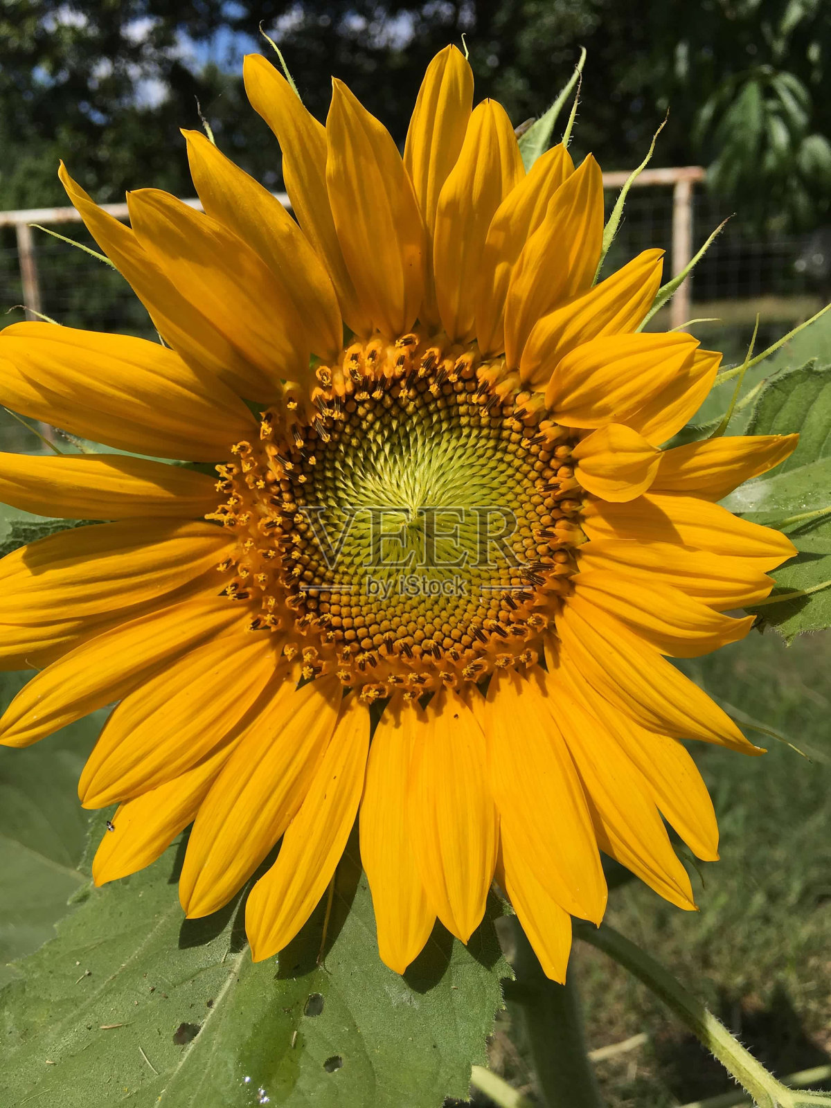 阳光下的向日葵照片摄影图片