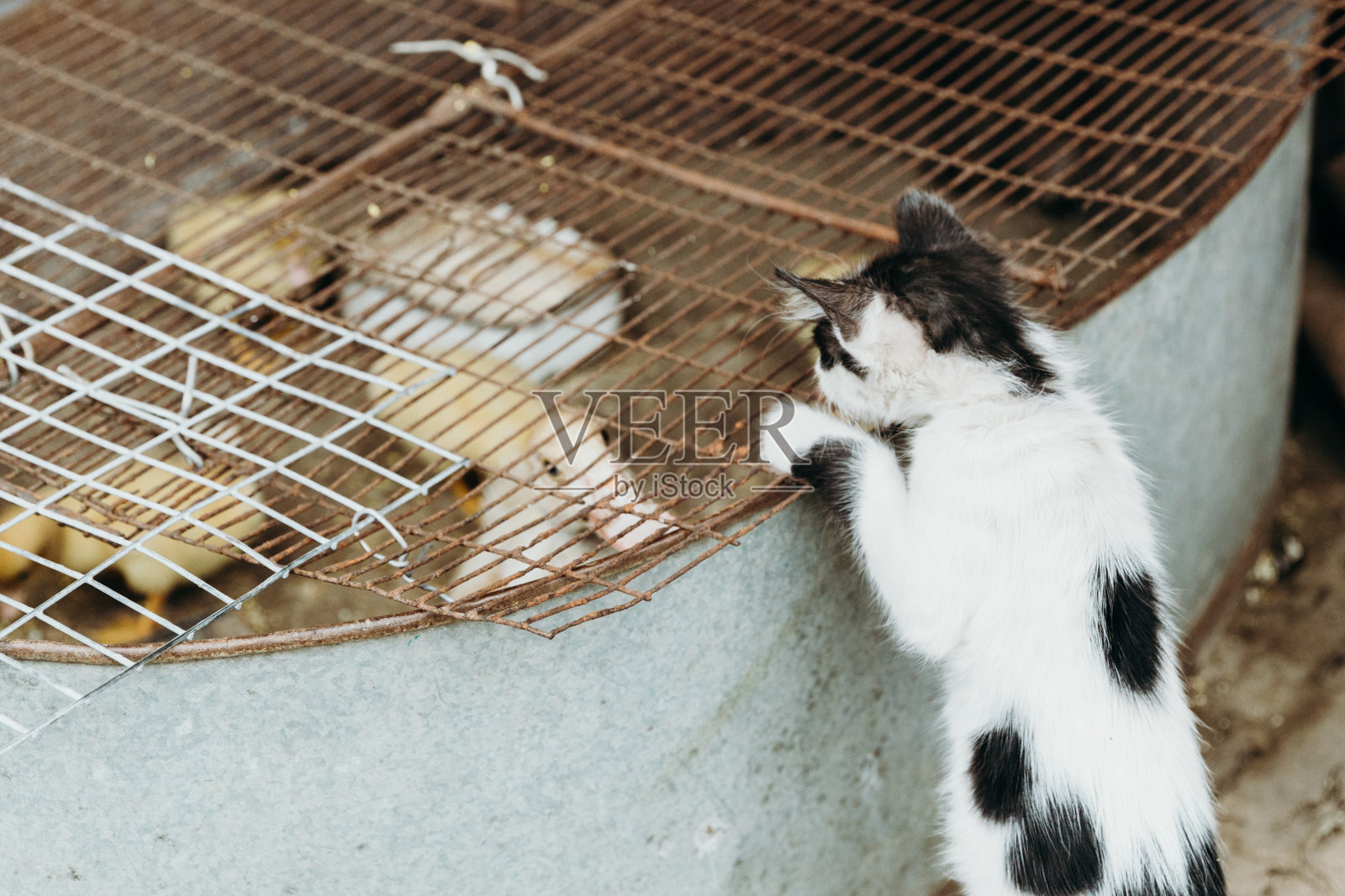 一只黑白相间的小猫看着盆里的一只小鸭。照片摄影图片