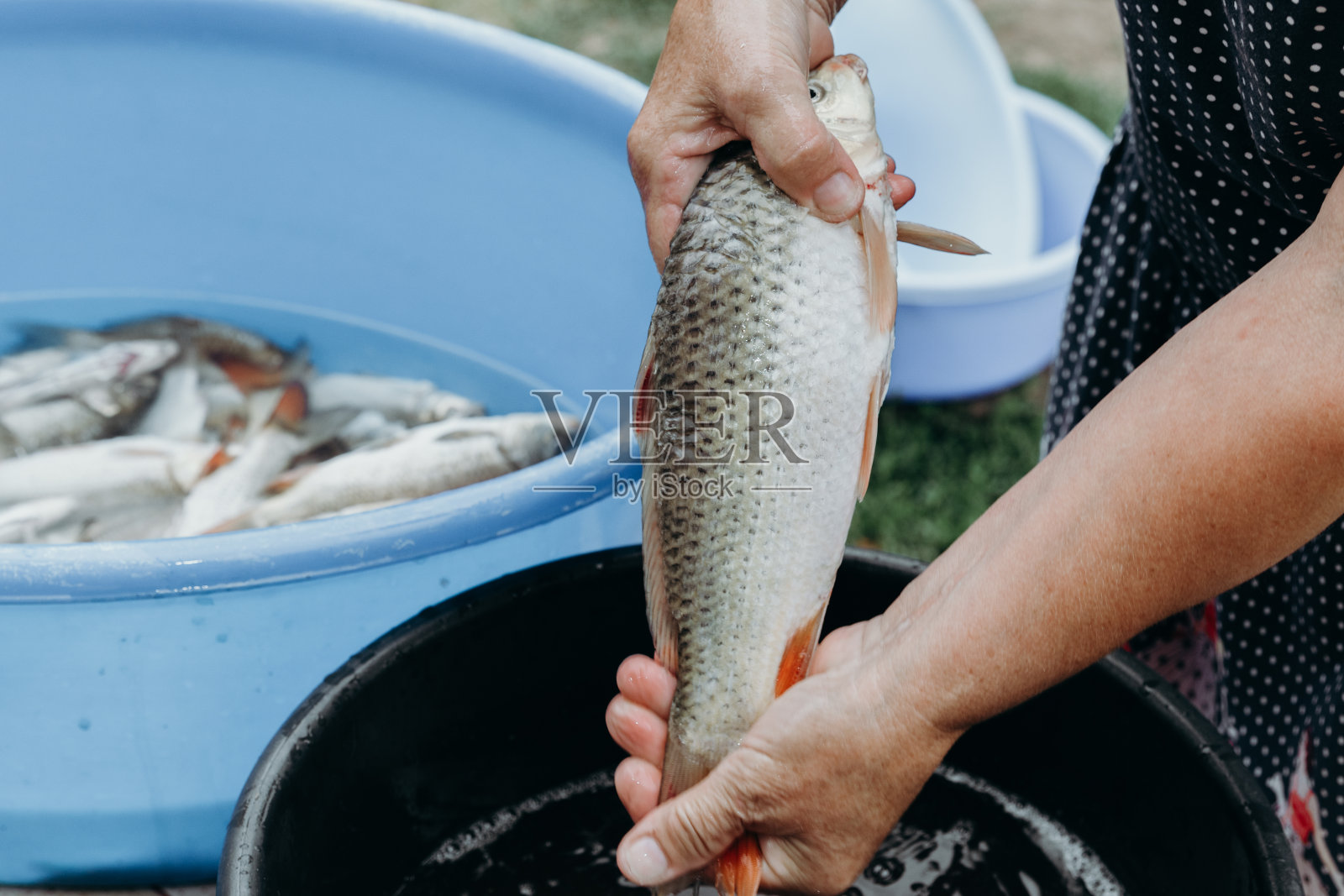 一位老妇人用清水一起洗鱼。照片摄影图片