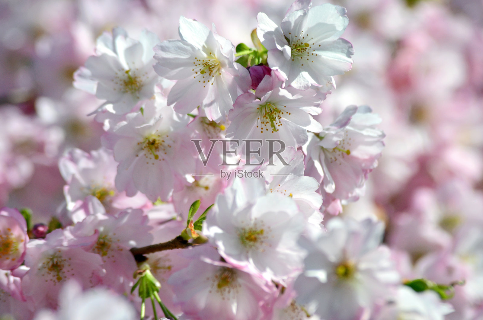 美好的春天来了照片摄影图片