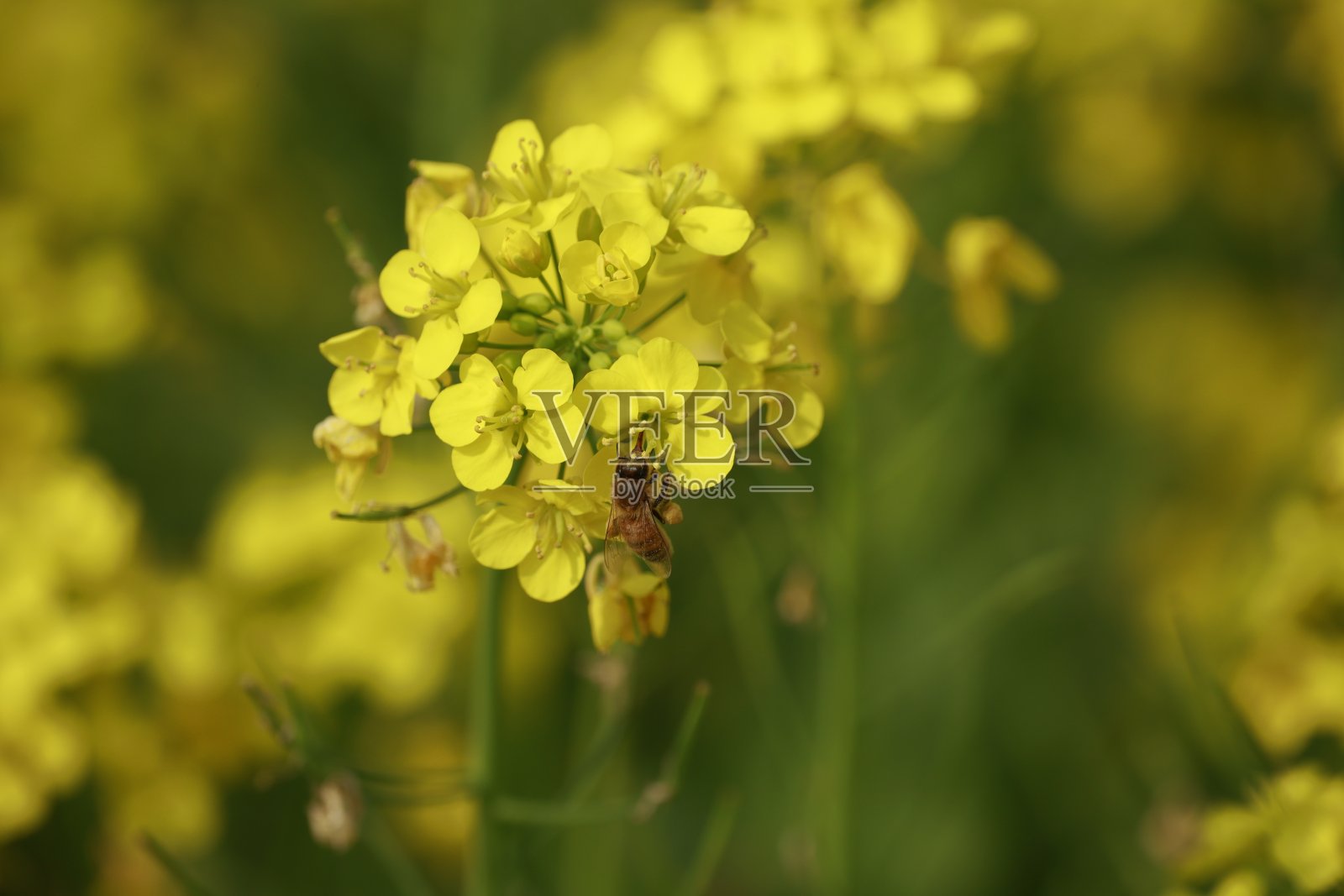 芥菜植物特写背景。黄色花朵，选择性聚焦照片摄影图片