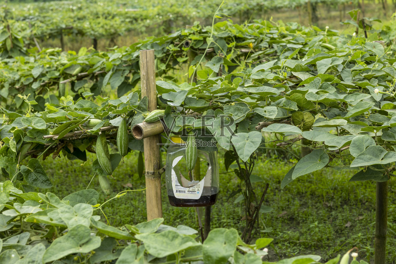 在农业用地的竹台地上栽培冬瓜或尖葫芦照片摄影图片
