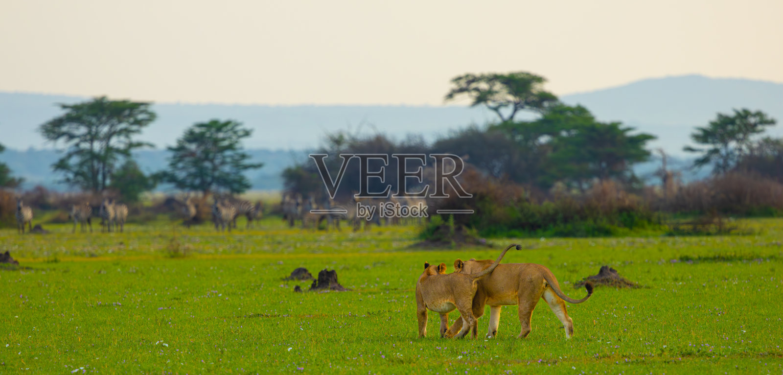 在塞伦盖蒂平原上，一对母狮在看着远处的斑马照片摄影图片