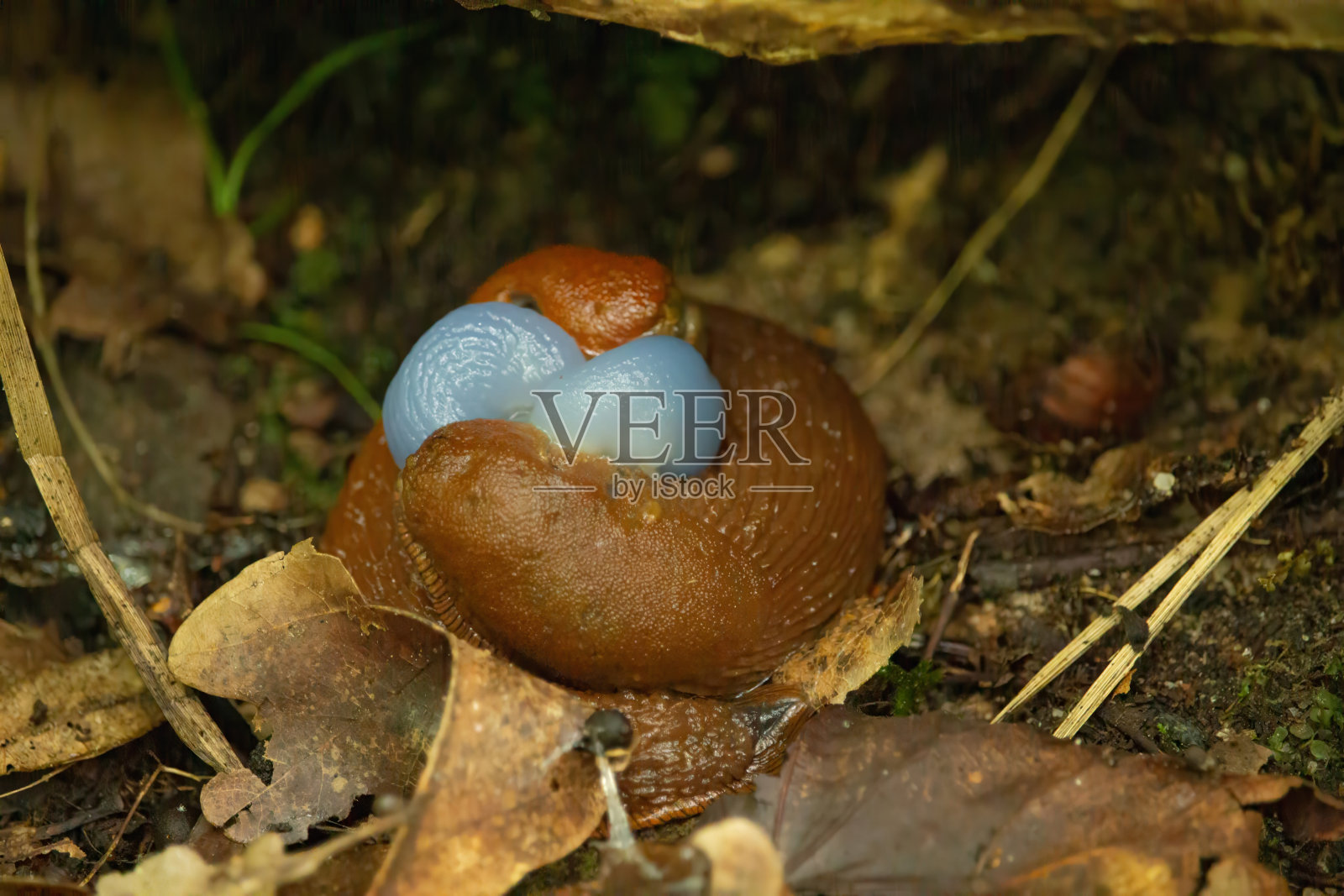 西班牙蛞蝓- Arion vulgaris蛞蝓在运动，在树桩上。照片摄影图片