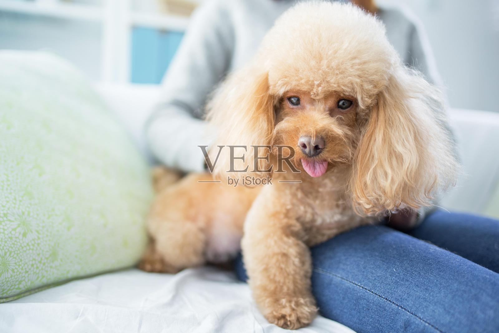 一个女人和一只玩具贵宾狗坐在床上照片摄影图片