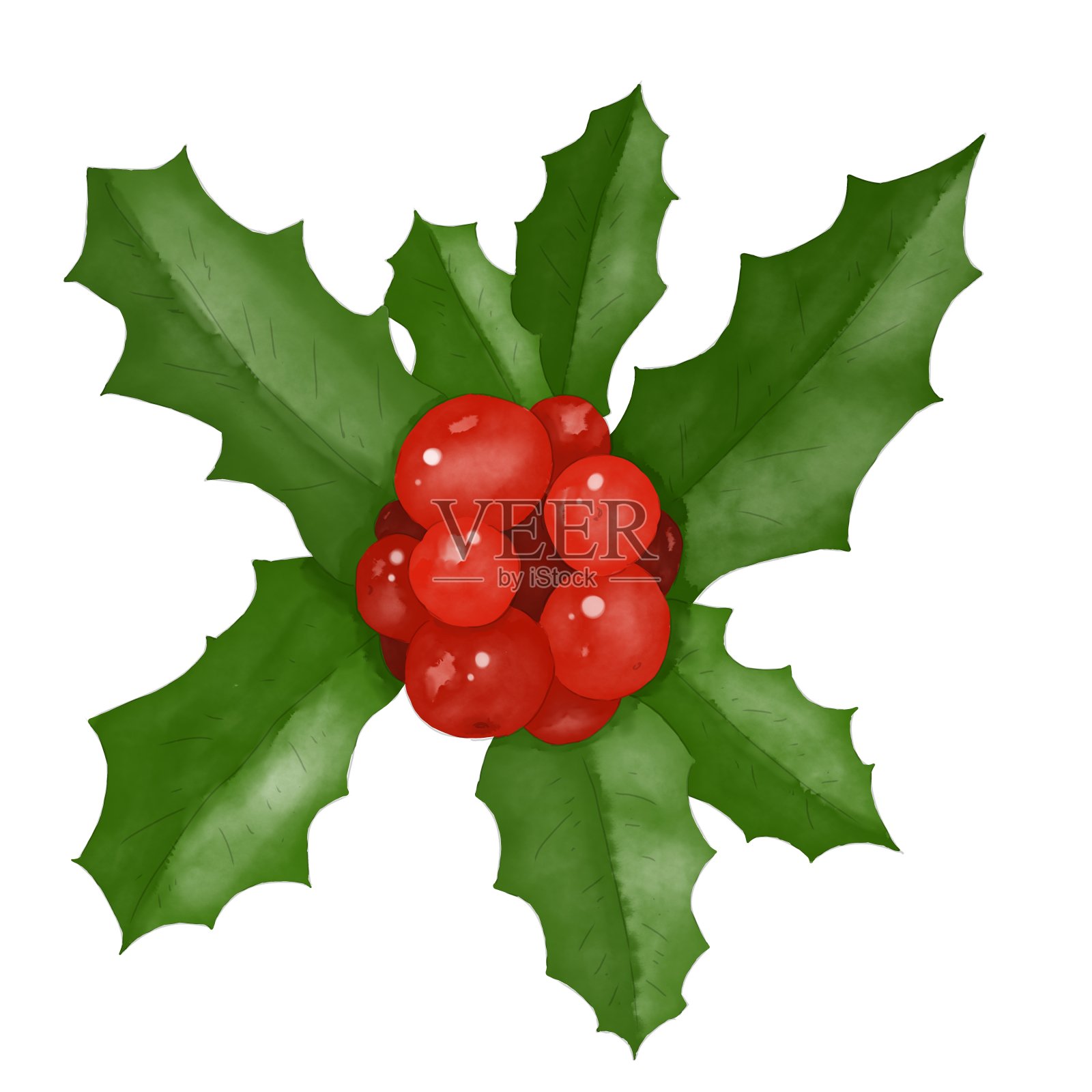 圣诞构图与冬青叶和红色浆果数字水彩彩色插图用于印刷:卡片，海报，优惠券，折扣，包装插画图片素材
