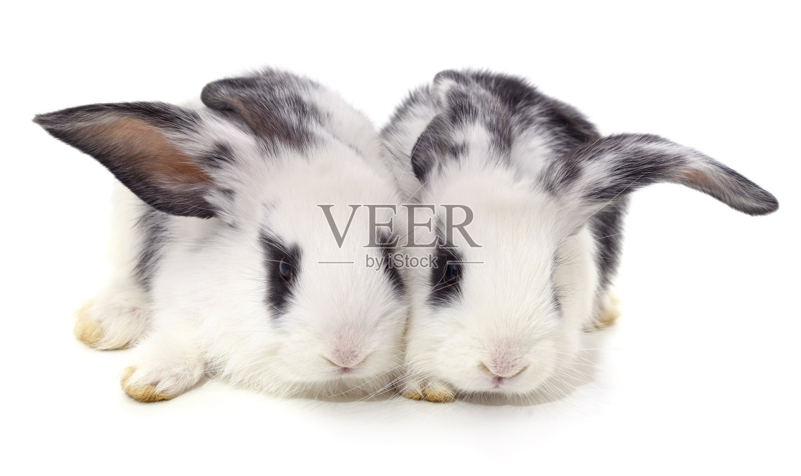 两只白色的兔子照片摄影图片