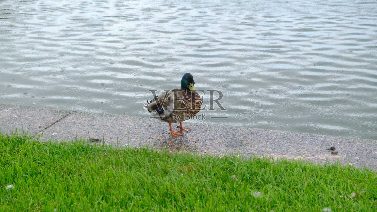 一只可爱的小鸭子靠近水照片摄影图片